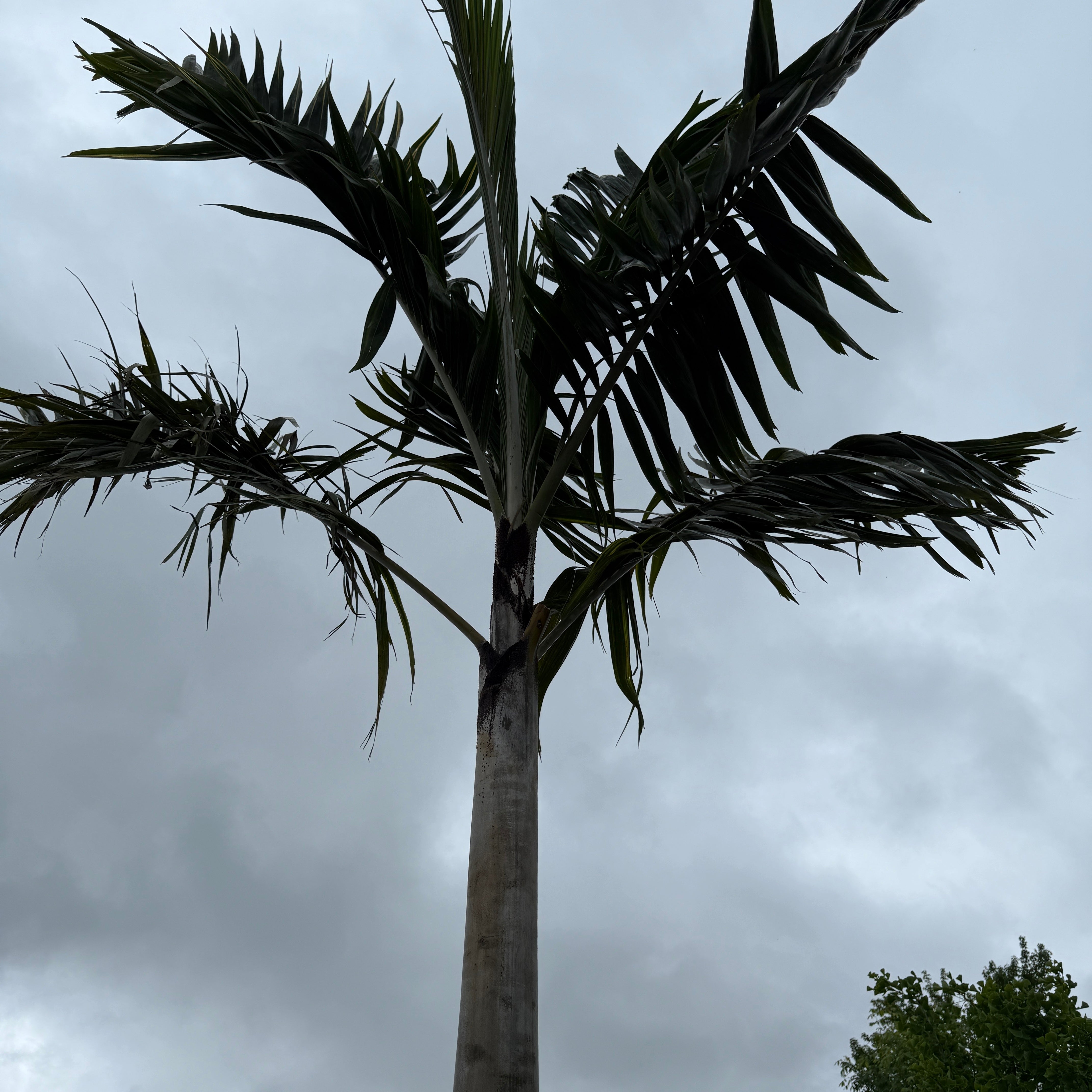 Montgomery Palm (Vechia Montgomeryana) - 14' BB - #1 Single