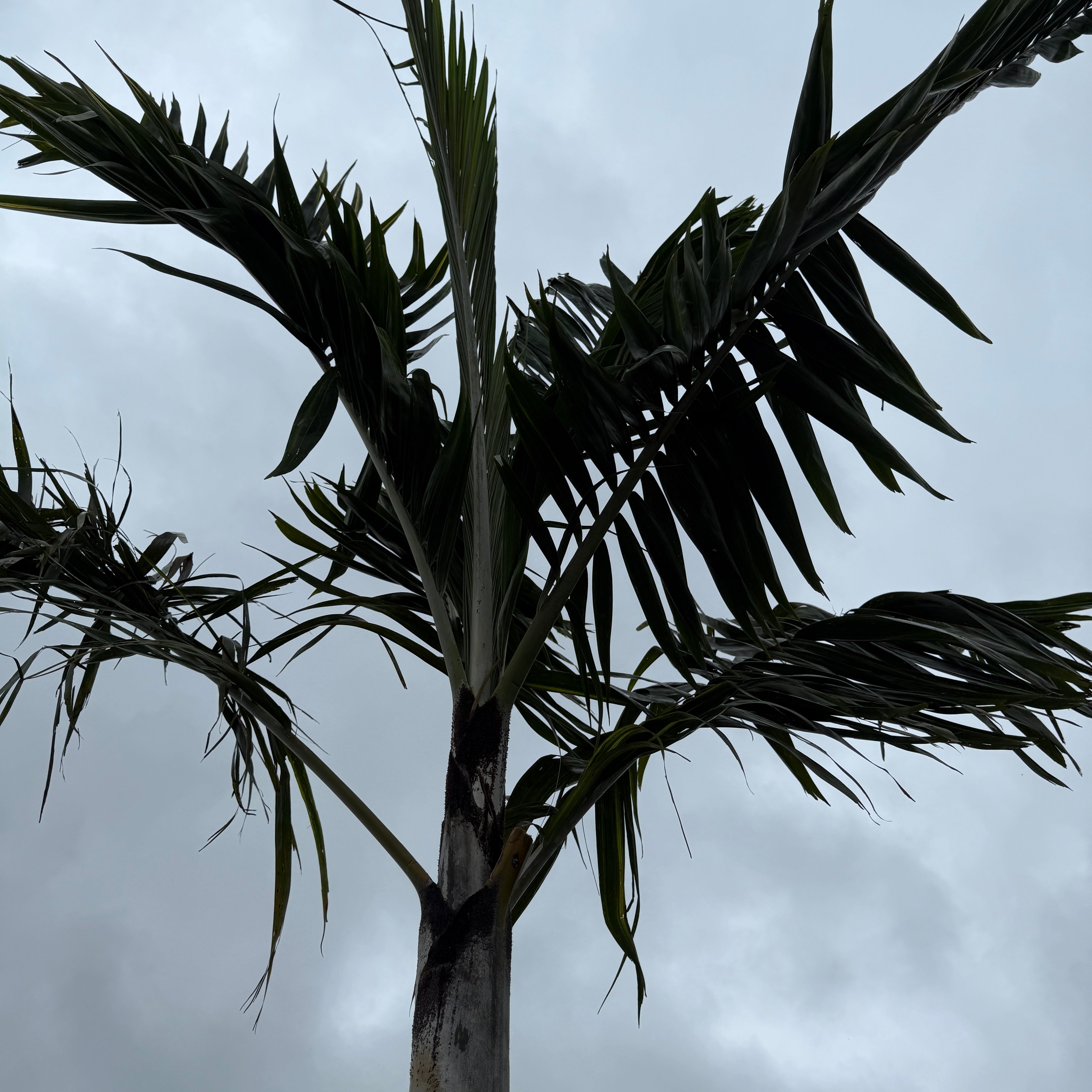 Montgomery Palm (Vechia Montgomeryana) - 14' BB - #1 Single