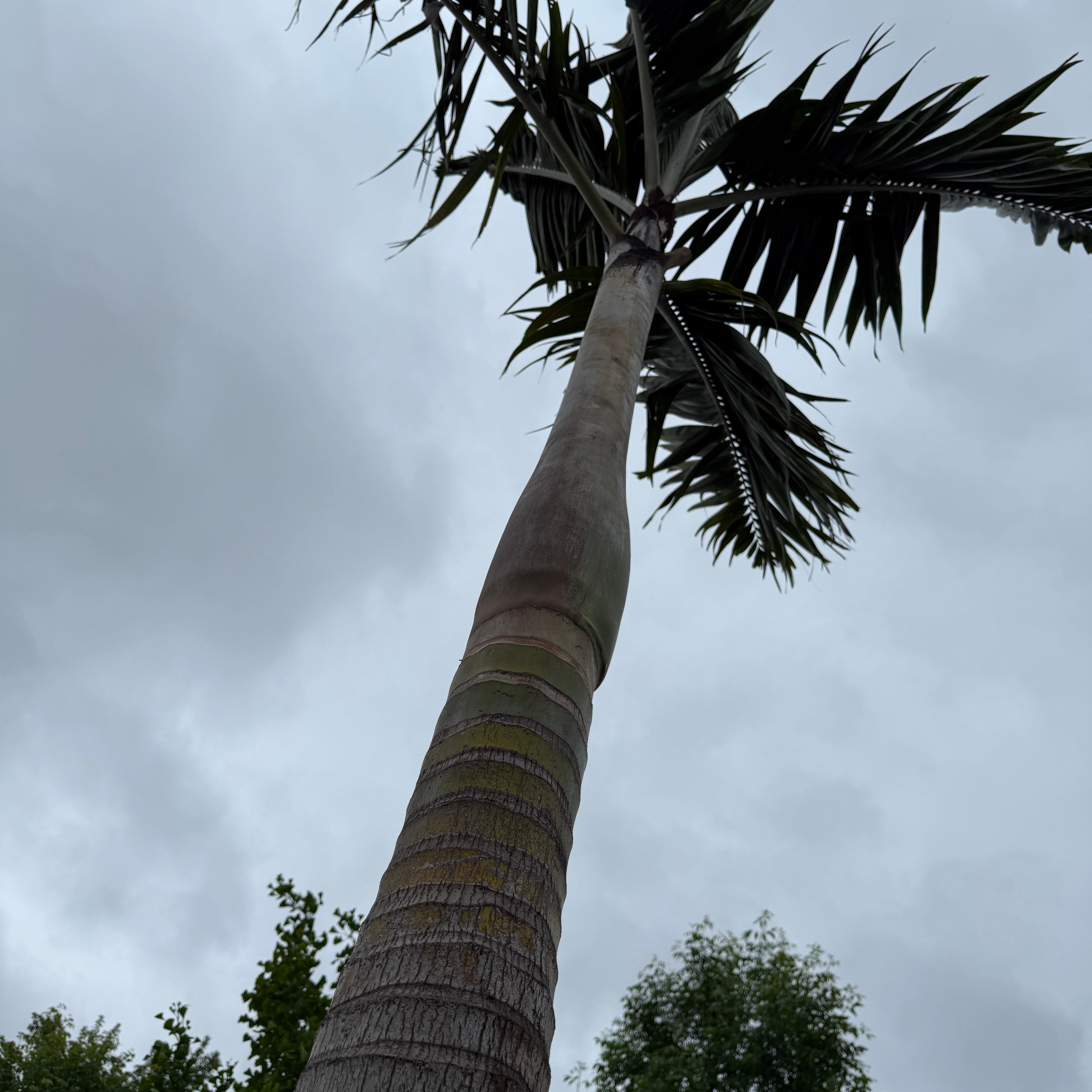 Montgomery Palm (Vechia Montgomeryana) - 14' BB - #1 Single