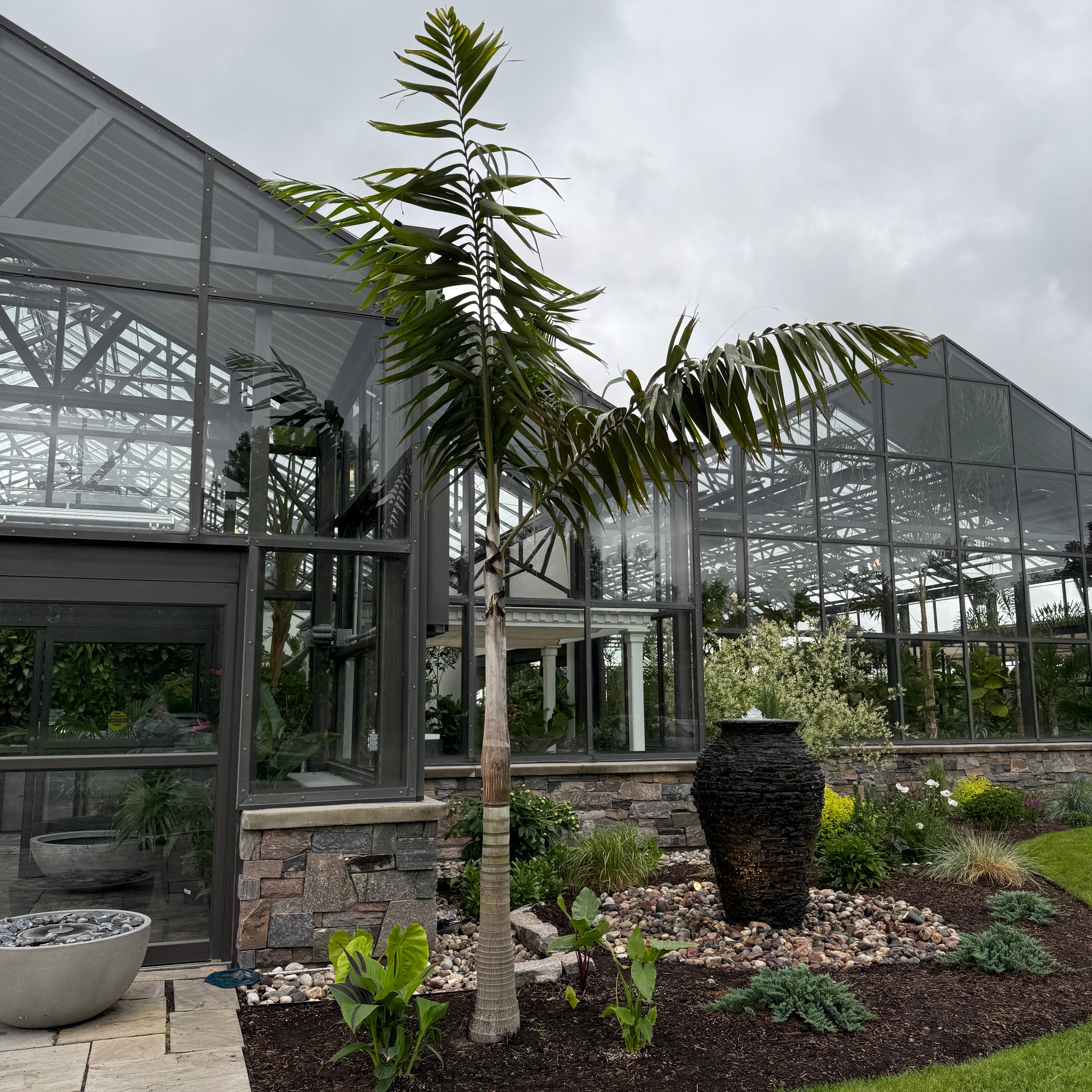 Montgomery Palm (Vechia Montgomeryana) - 14' BB - #1 Single