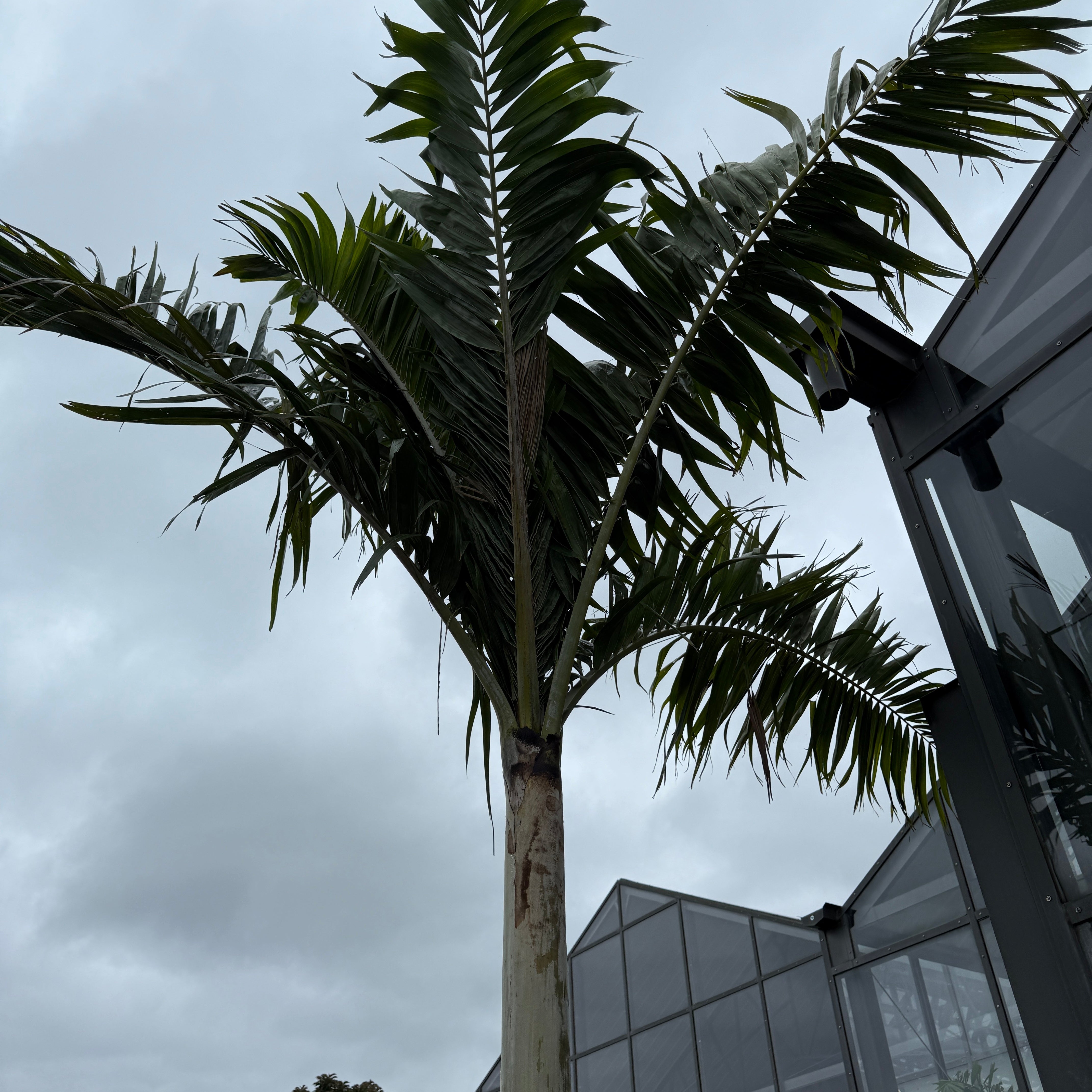 Montgomery Palm (Vechia Montgomeryana) - 14' BB - #1 Single