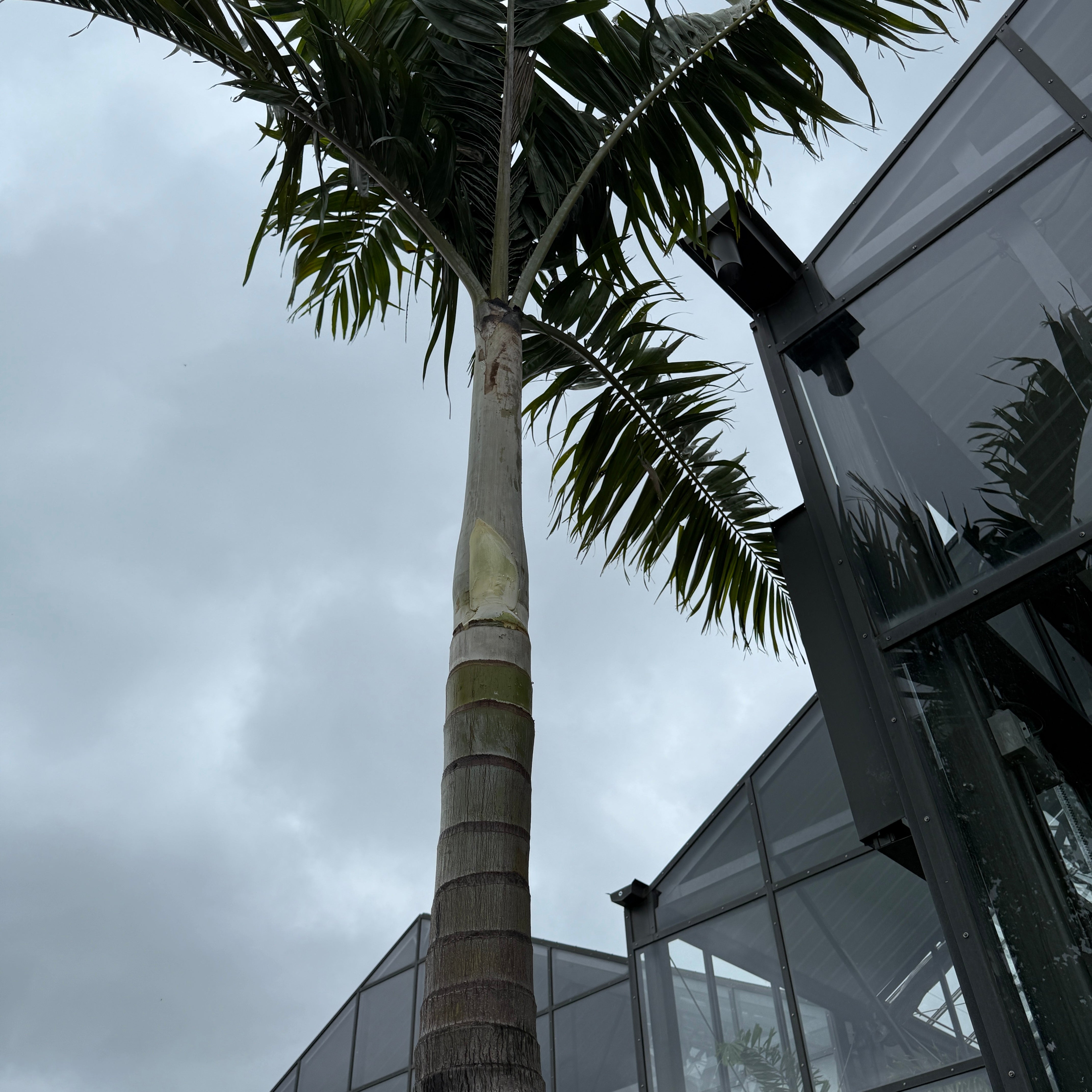 Montgomery Palm (Vechia Montgomeryana) - 14' BB - #1 Single