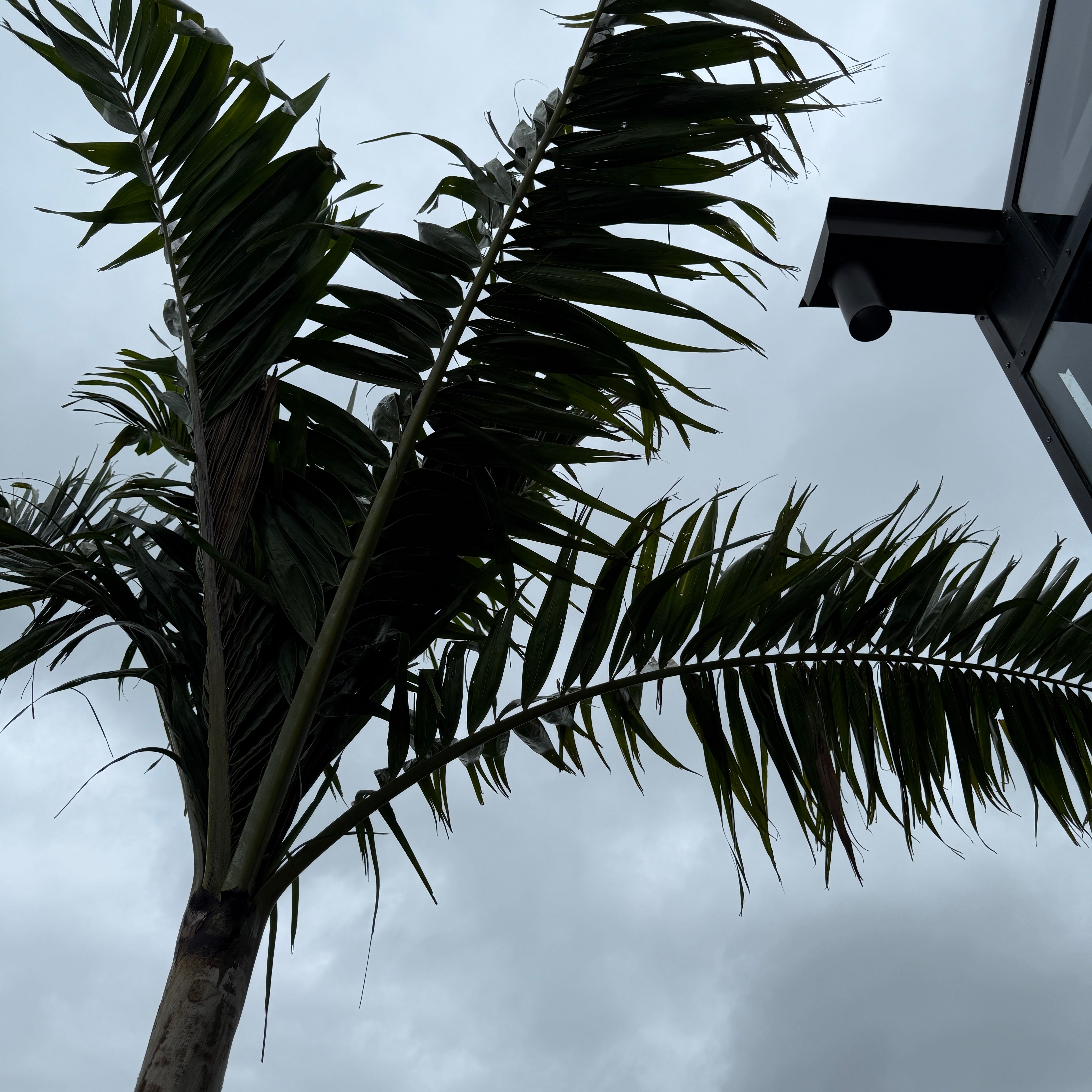 Montgomery Palm (Vechia Montgomeryana) - 14' BB - #1 Single