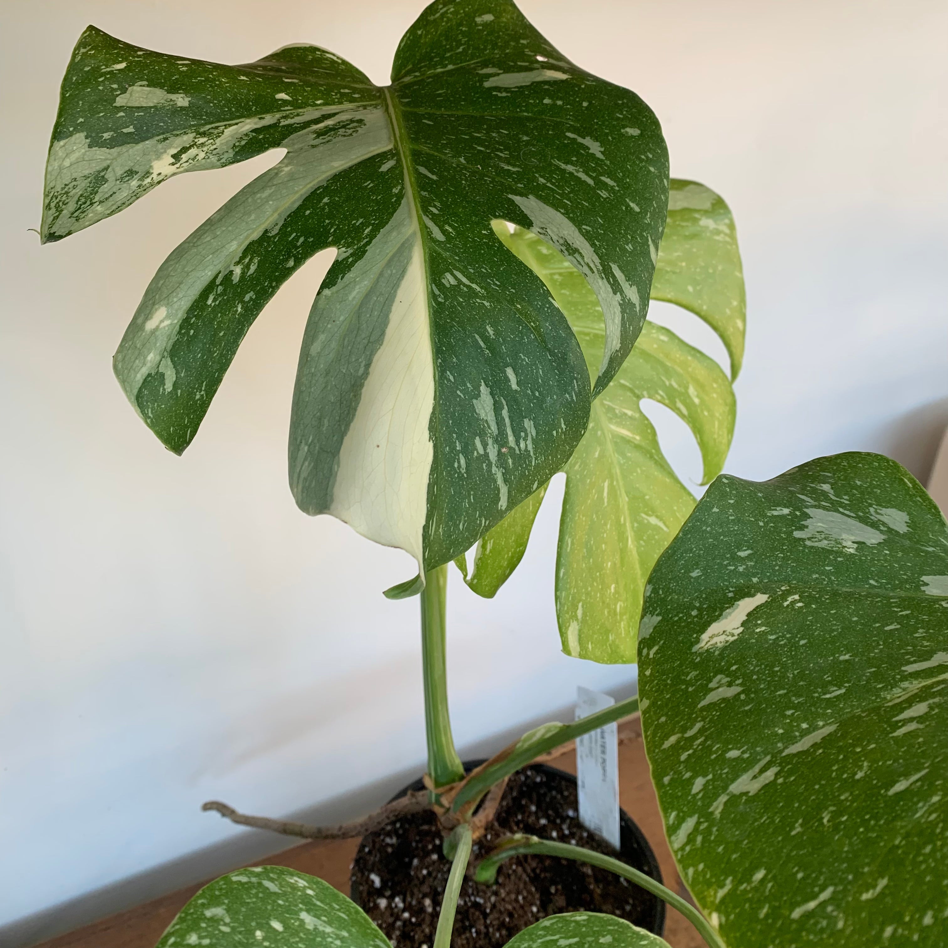 Monstera 'Thai Constellation'