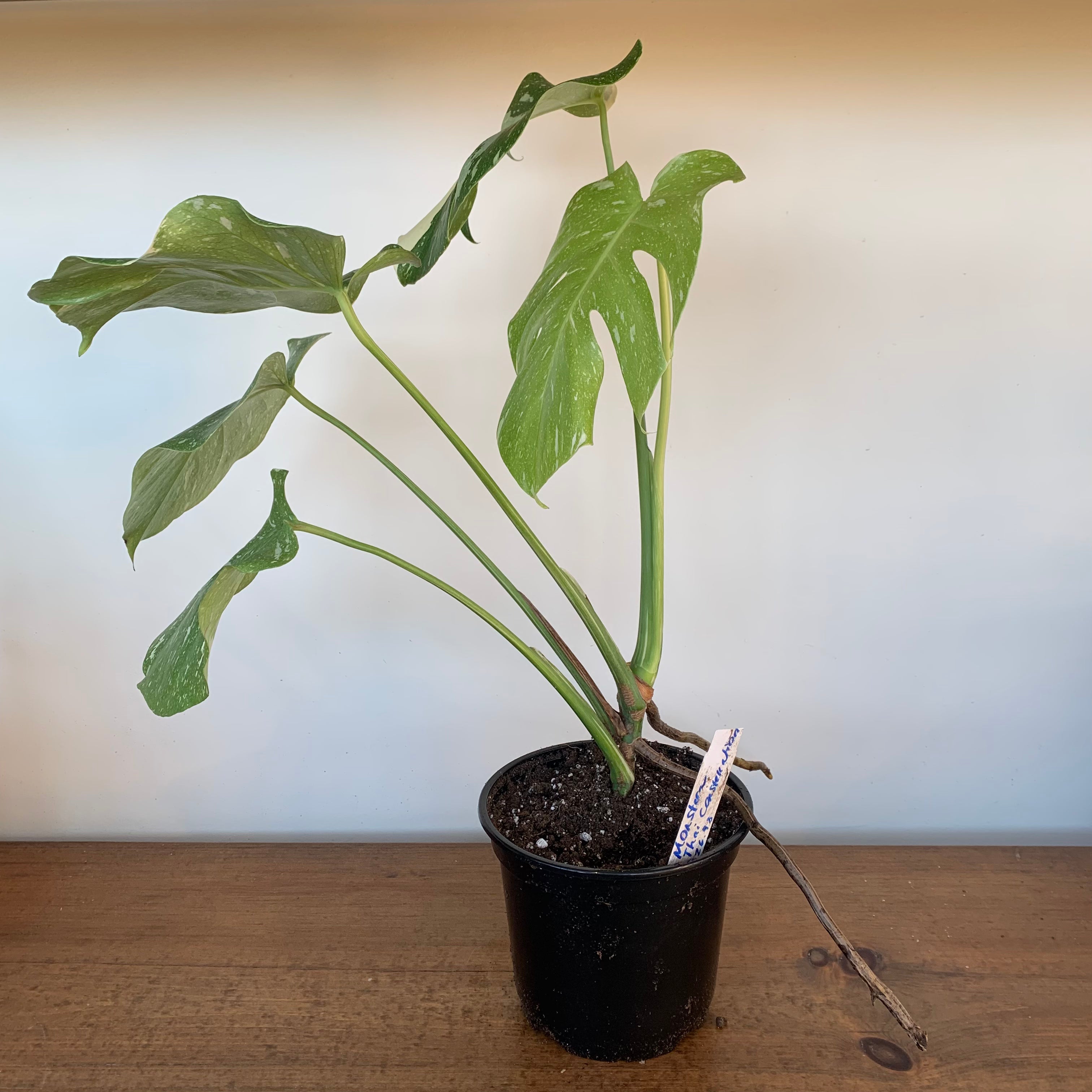 Monstera 'Thai Constellation'