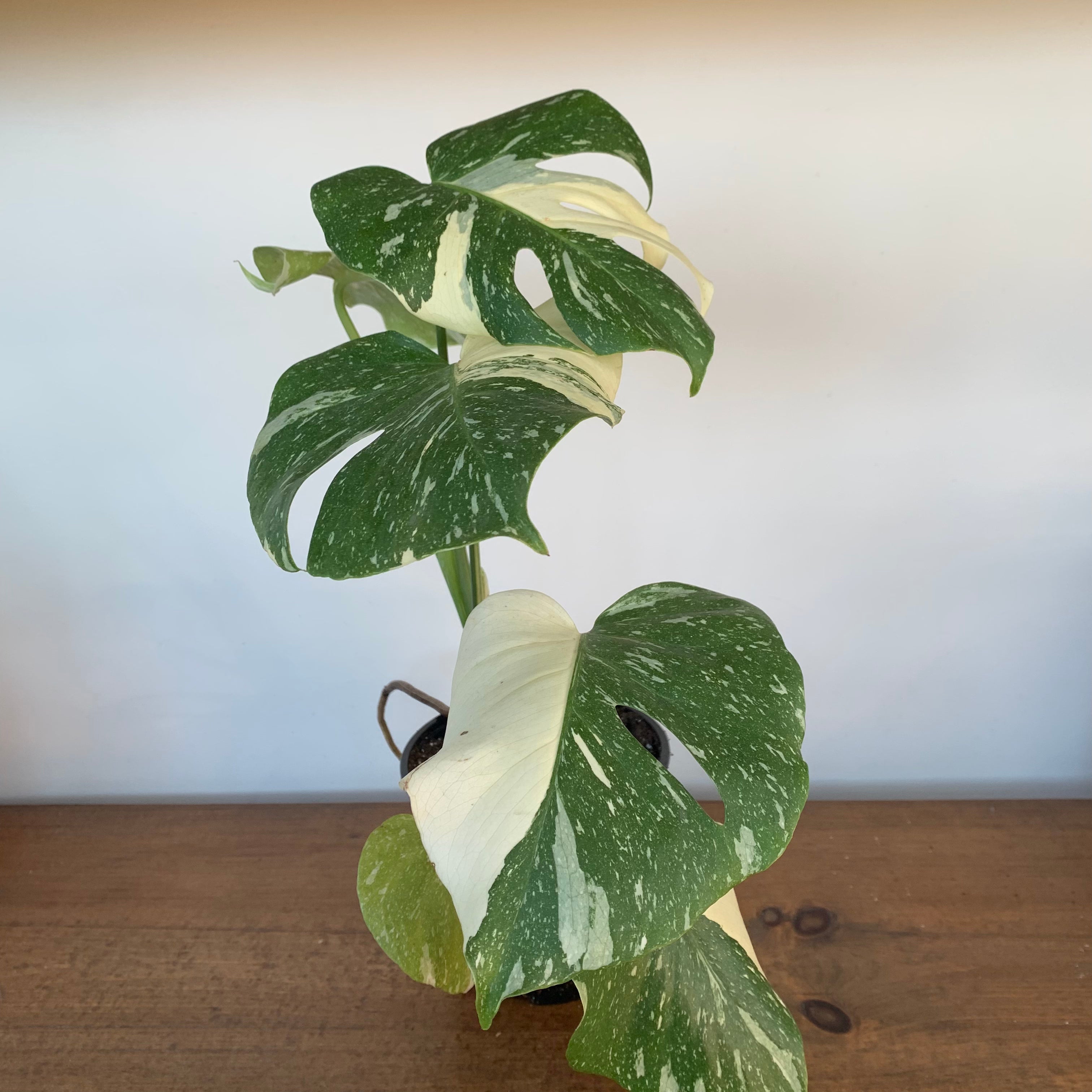 Monstera 'Thai Constellation'