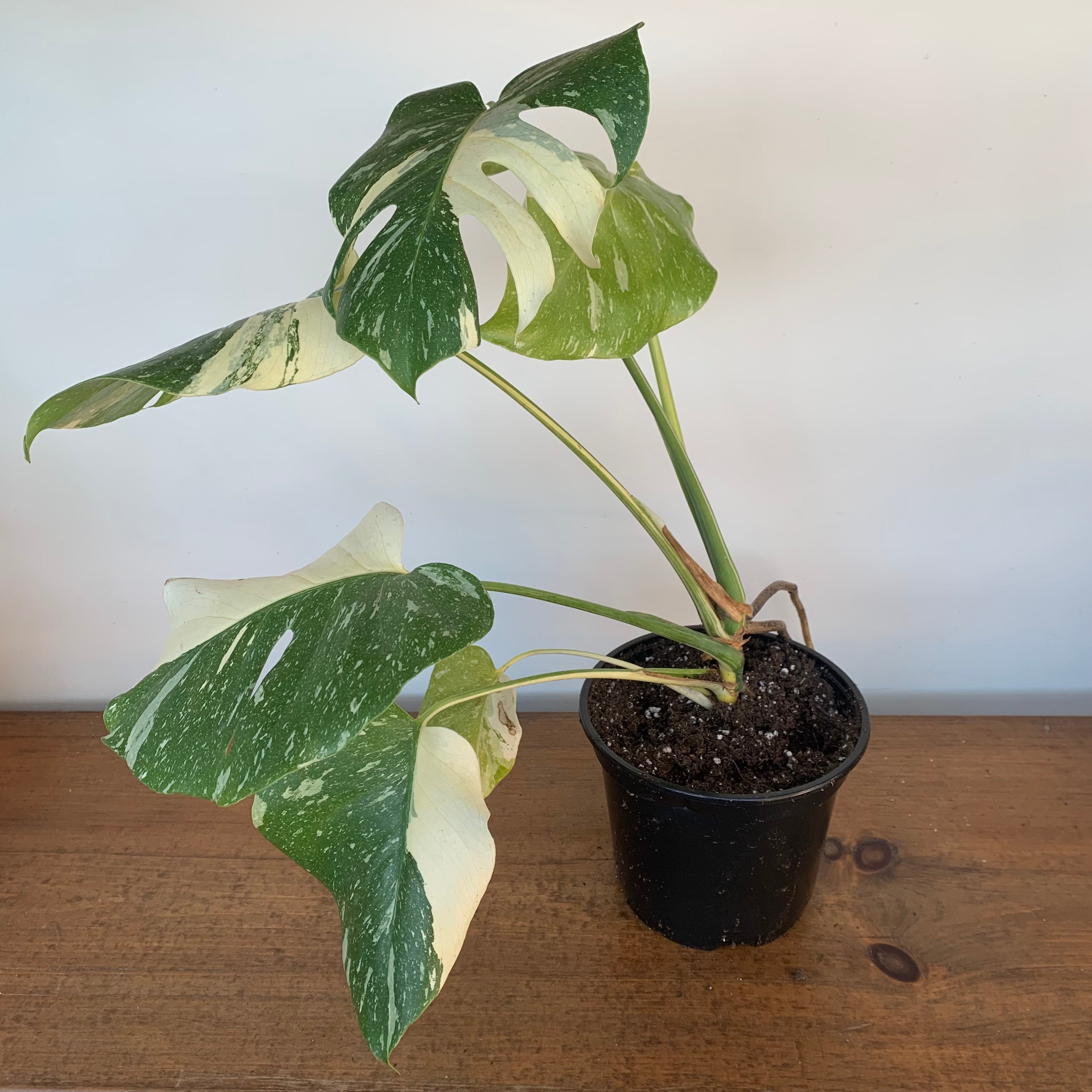 Monstera 'Thai Constellation'