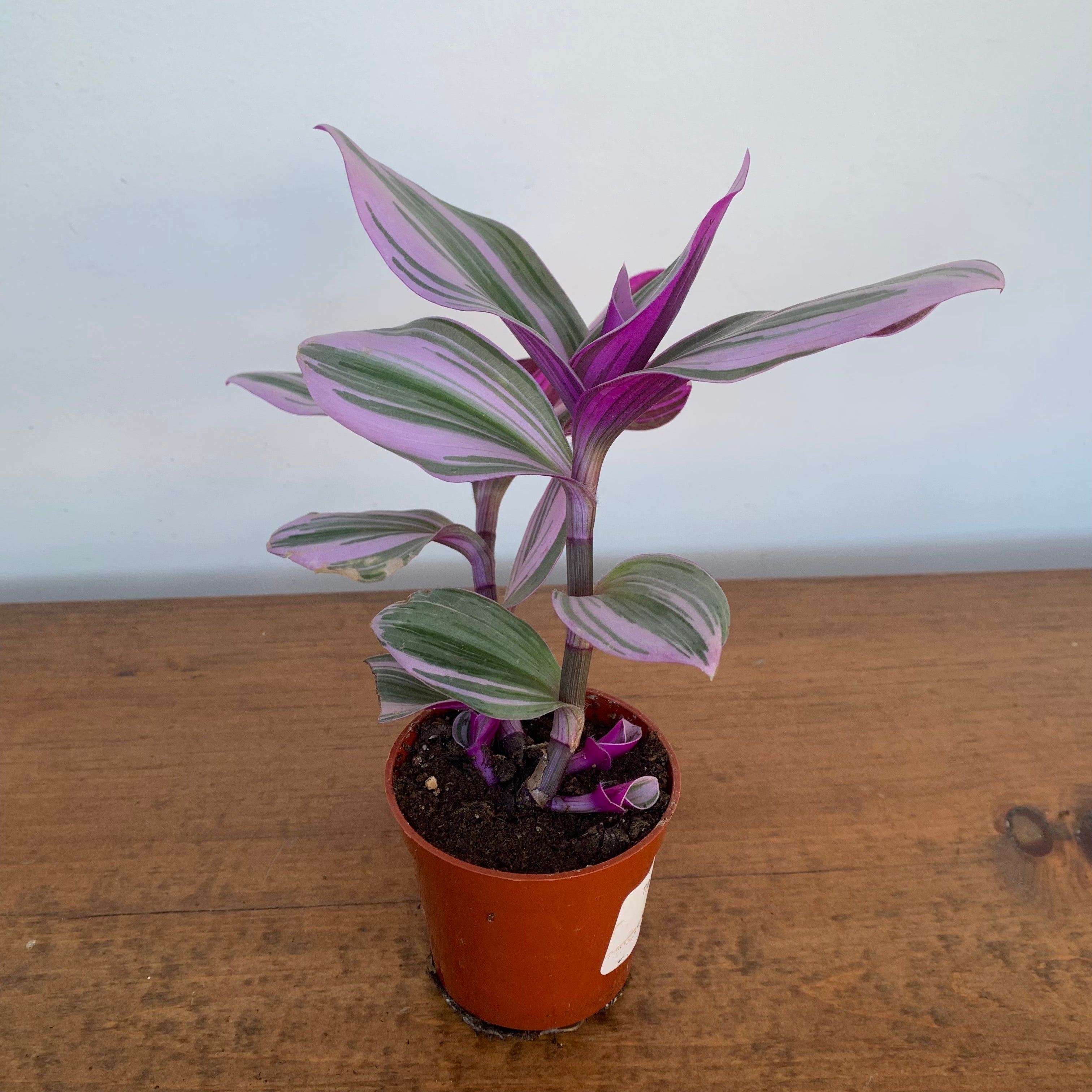 Bubblegum Inch Plant (Tradescantia)