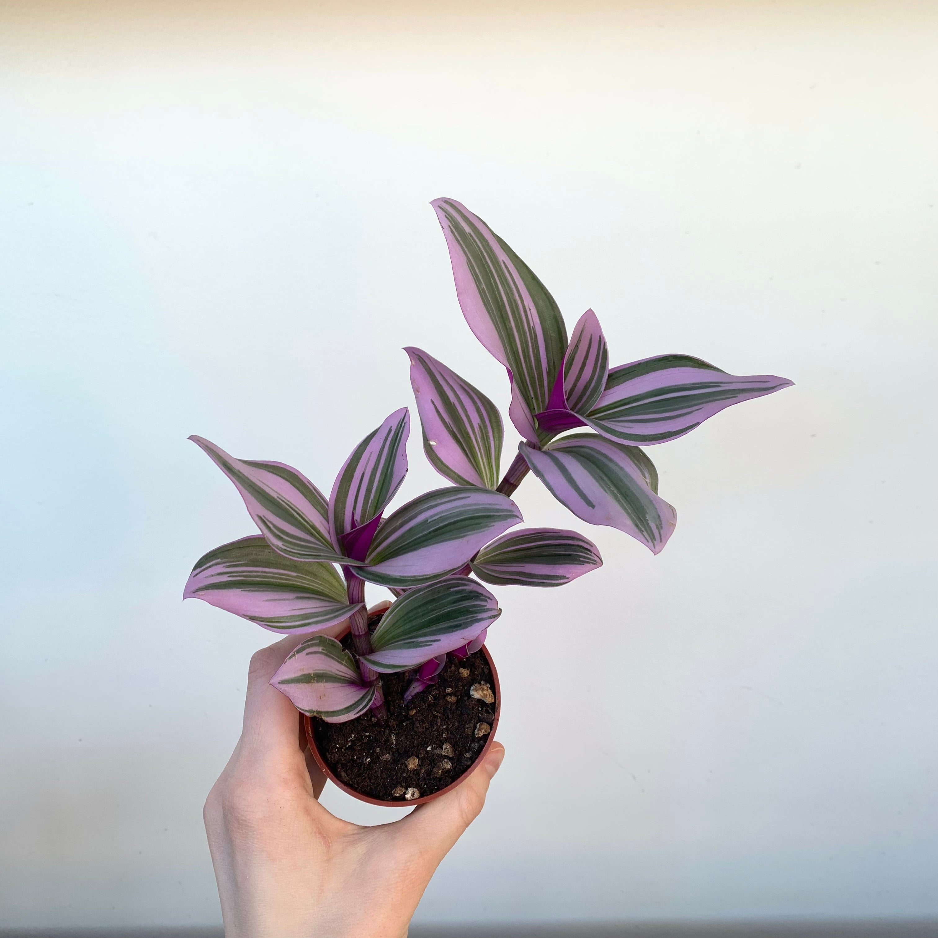 Bubblegum Inch Plant (Tradescantia)