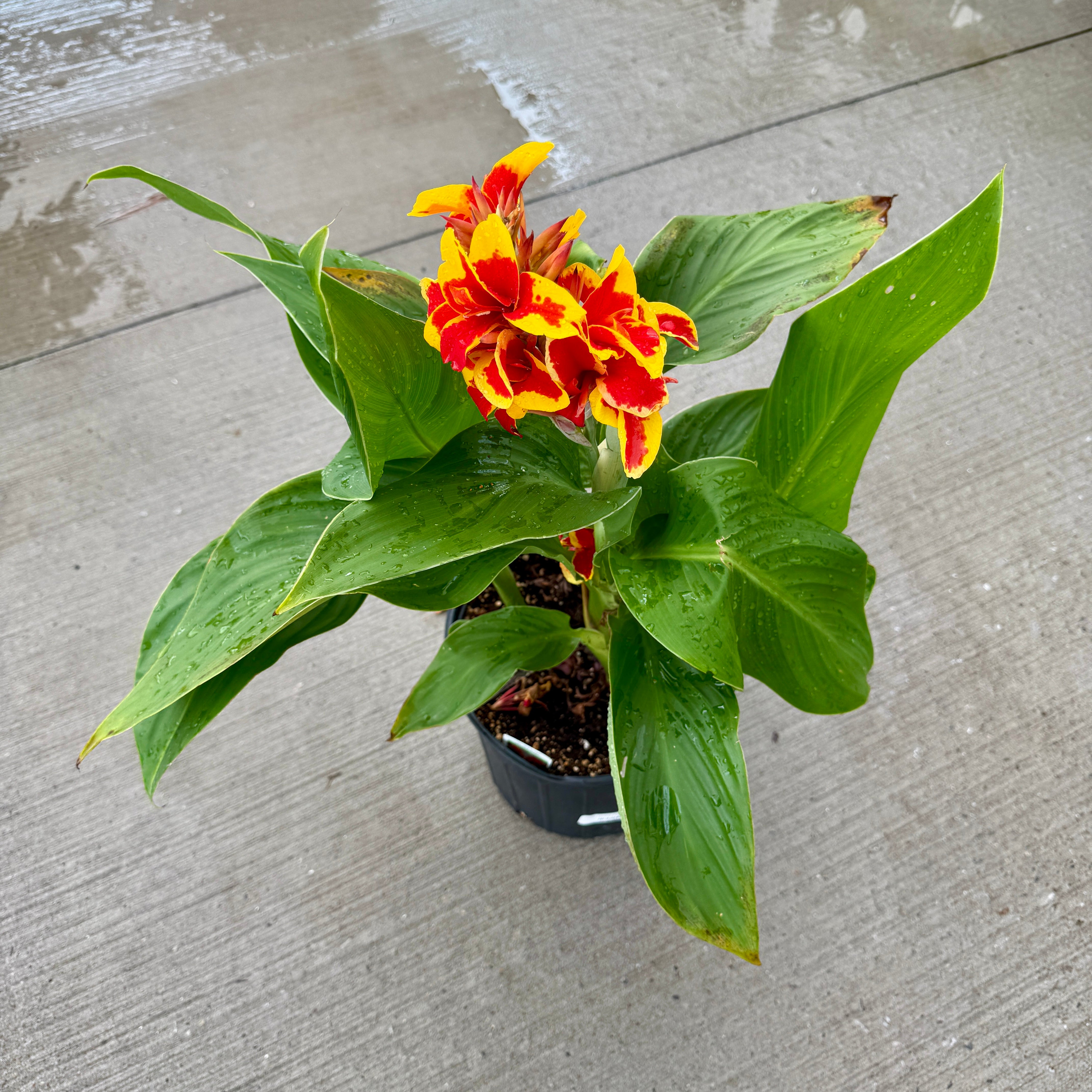 Canna Cannova 'Red Golden Flame' (Canna x generalis 'Red Golden Flame') - 10" Pot