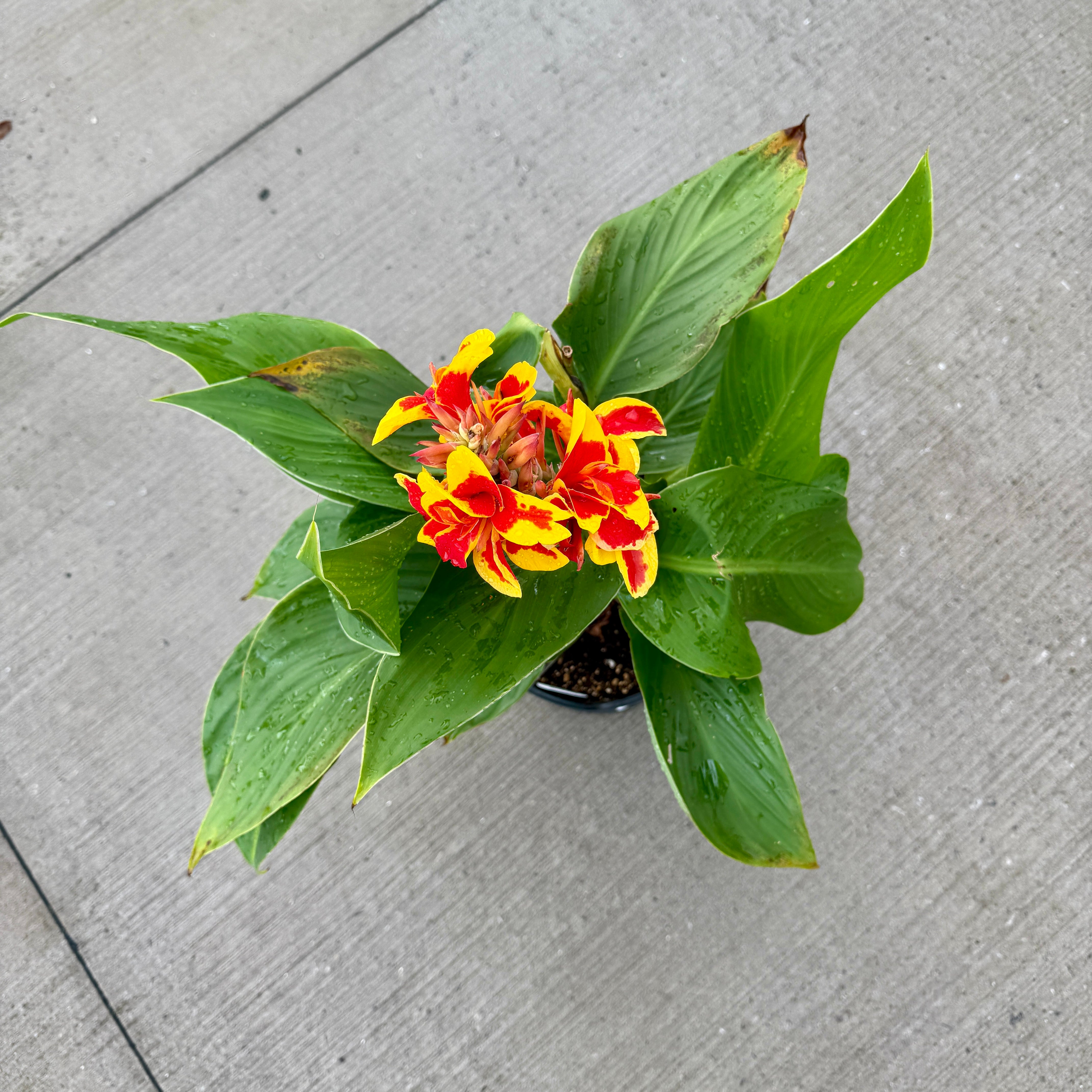 Canna Cannova 'Red Golden Flame' (Canna x generalis 'Red Golden Flame') - 10" Pot