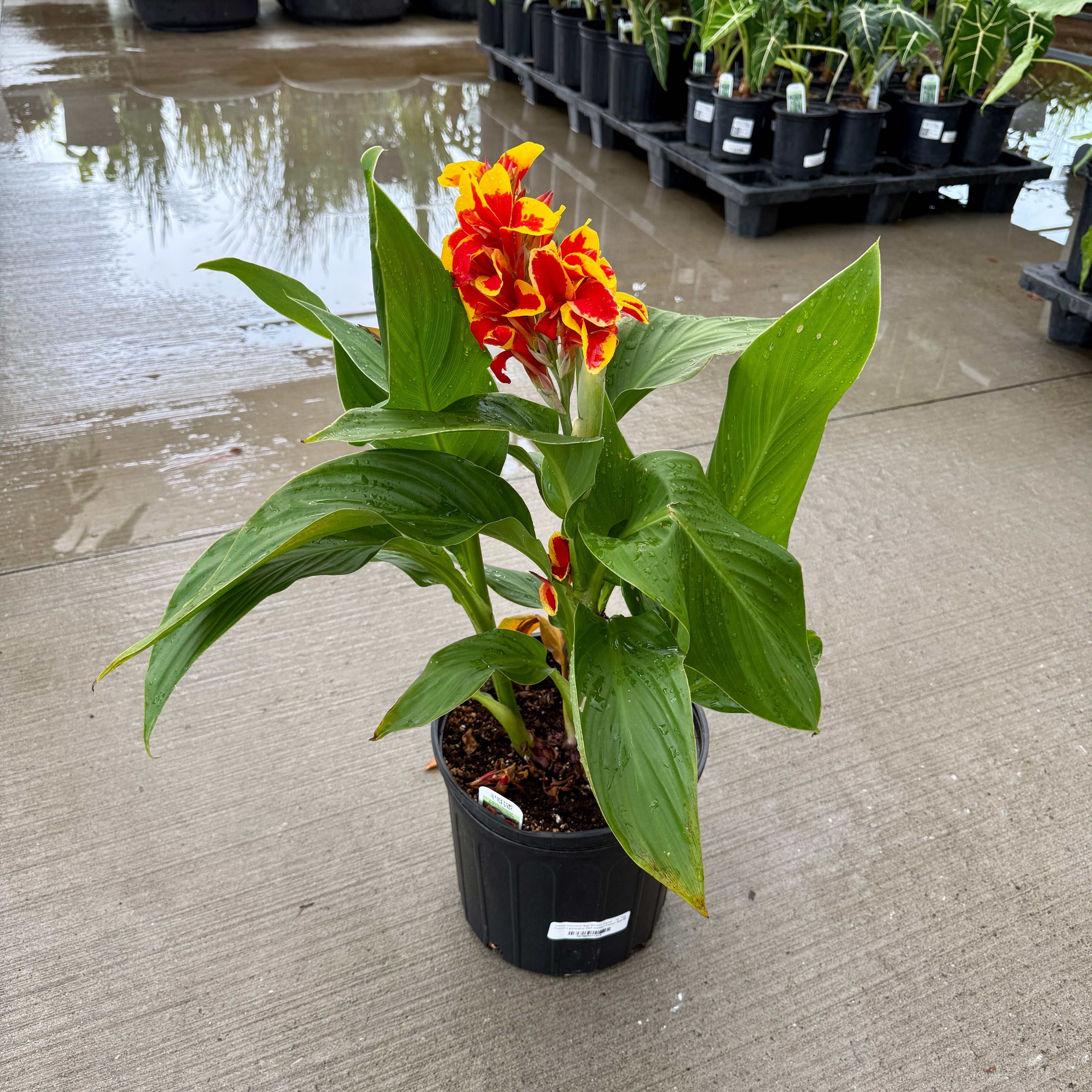 Canna Cannova 'Red Golden Flame' (Canna x generalis 'Red Golden Flame') - 10" Pot
