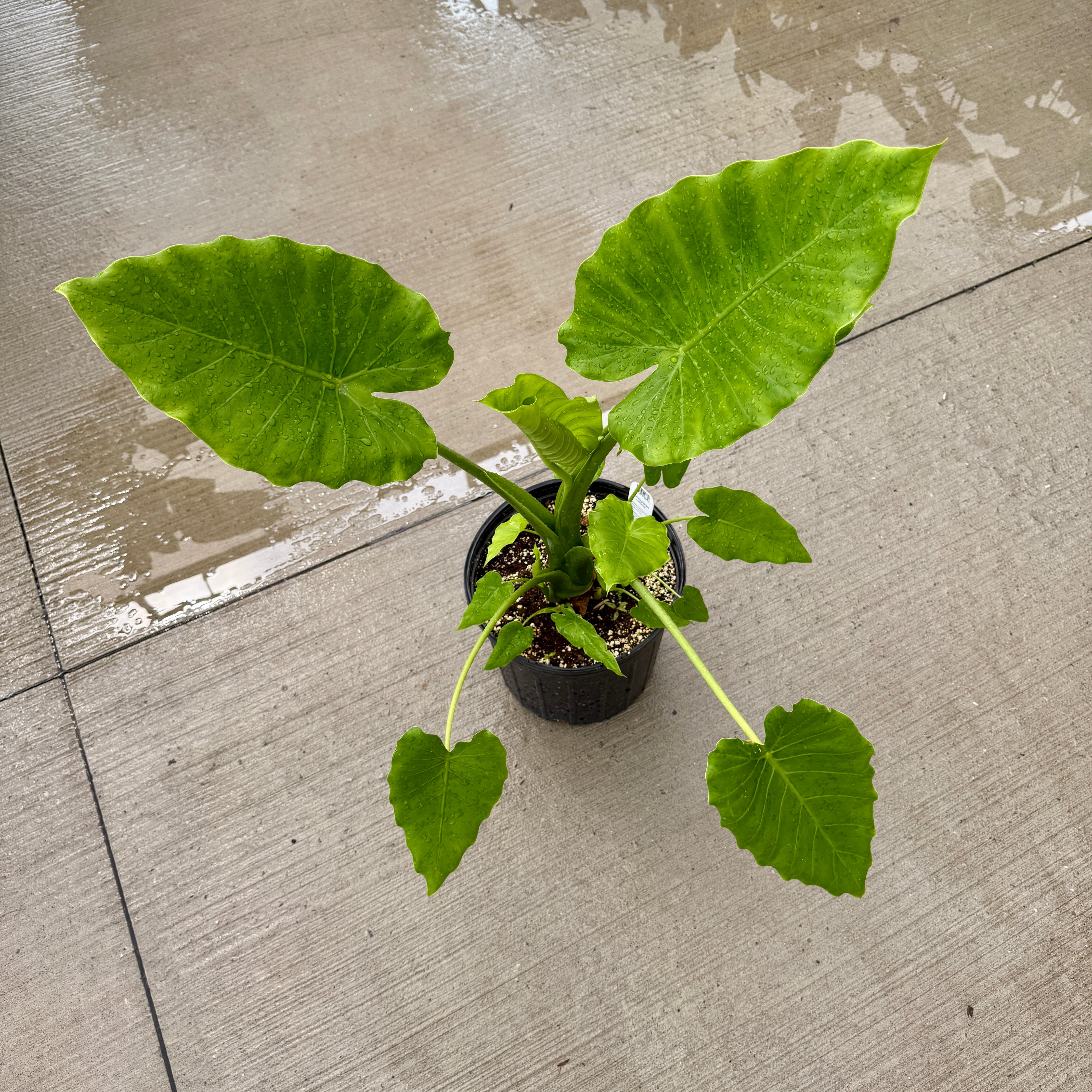 Alocasia 'California' (Alocasia gageana 'California') - 10" Pot