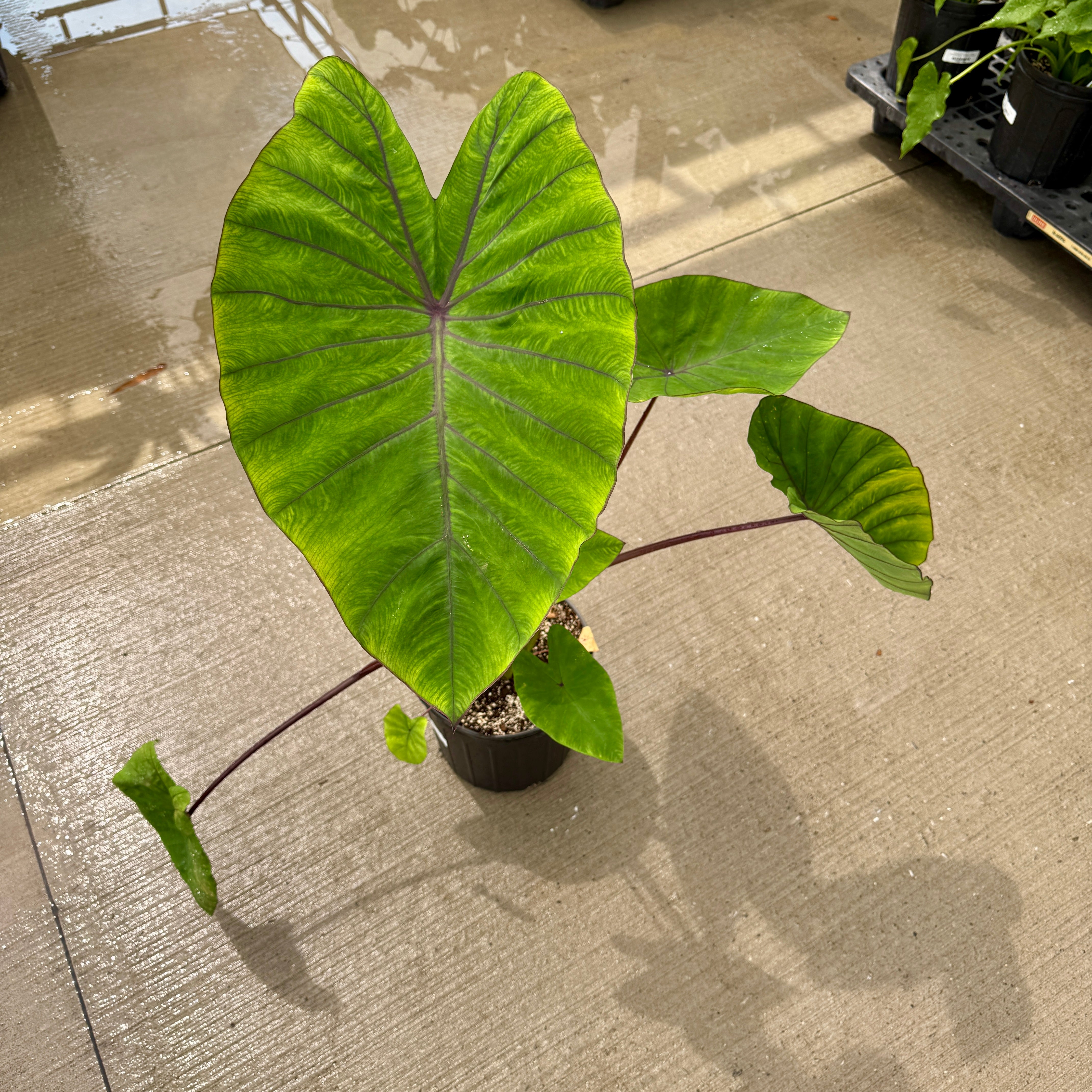 Colocasia 'Royal Hawaiian Blue Hawaii' (Colocasia esculenta 'Royal Hawaiian Blue Hawaii') - 10" Pot