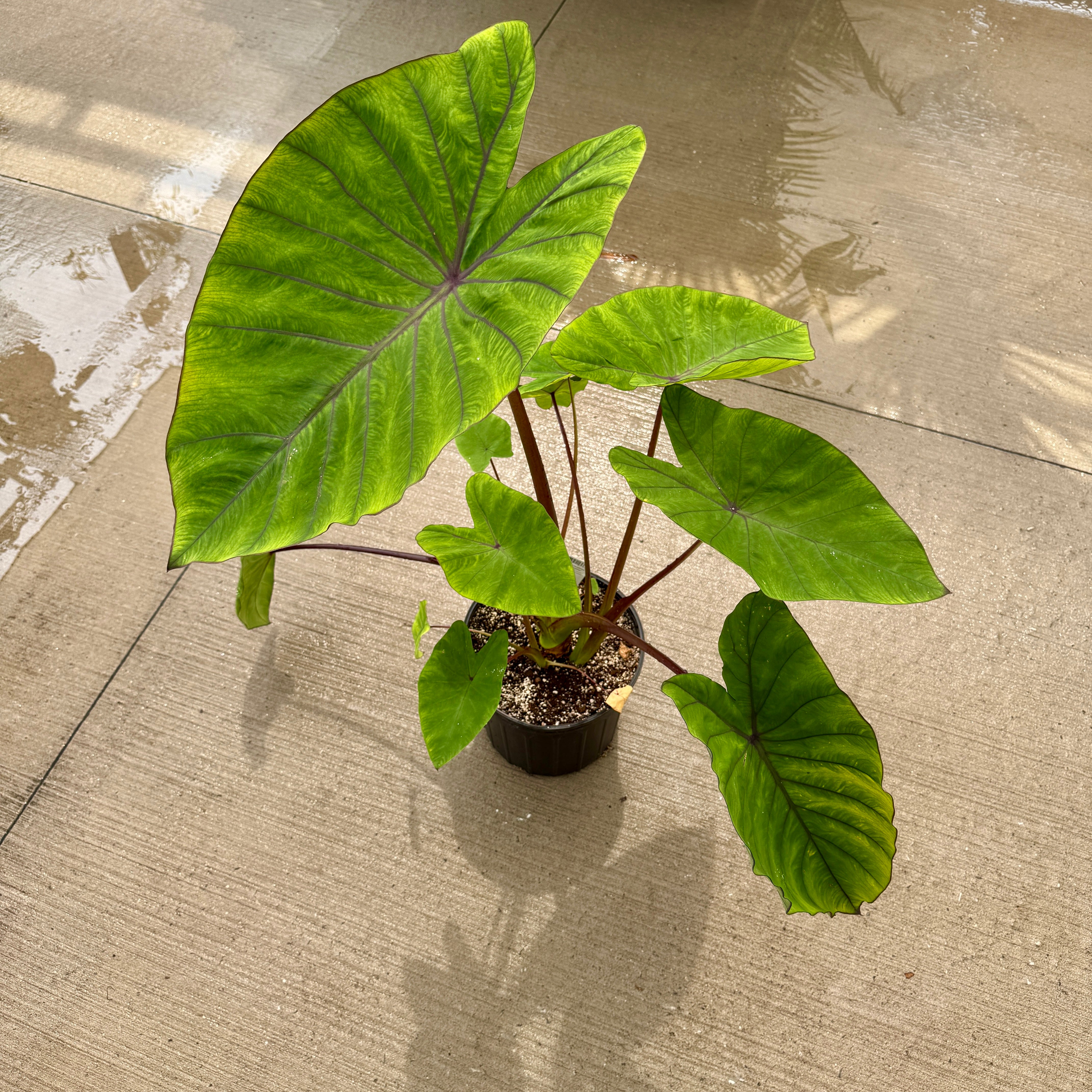 Colocasia 'Royal Hawaiian Blue Hawaii' (Colocasia esculenta 'Royal Hawaiian Blue Hawaii') - 10" Pot