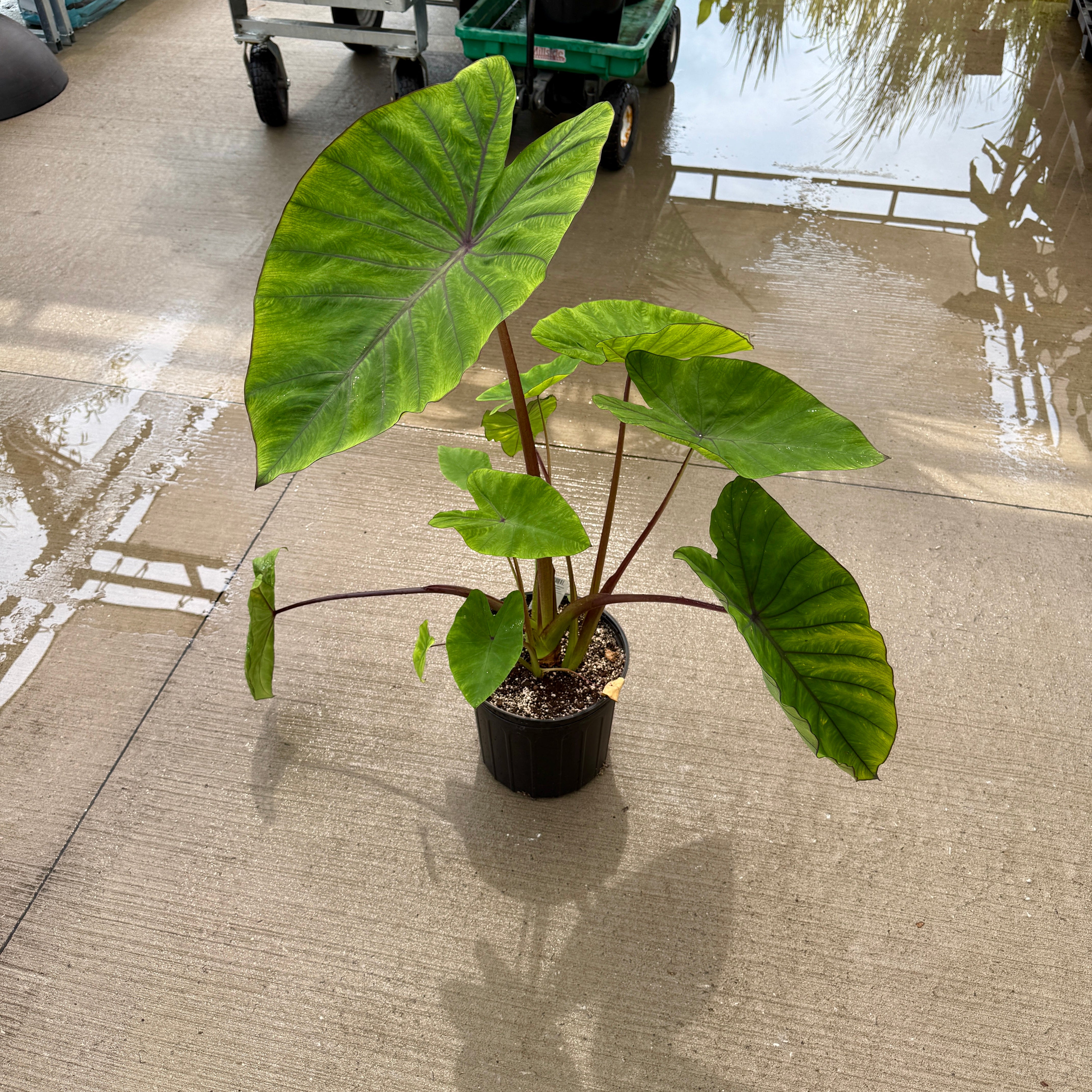 Colocasia 'Royal Hawaiian Blue Hawaii' (Colocasia esculenta 'Royal Hawaiian Blue Hawaii') - 10" Pot