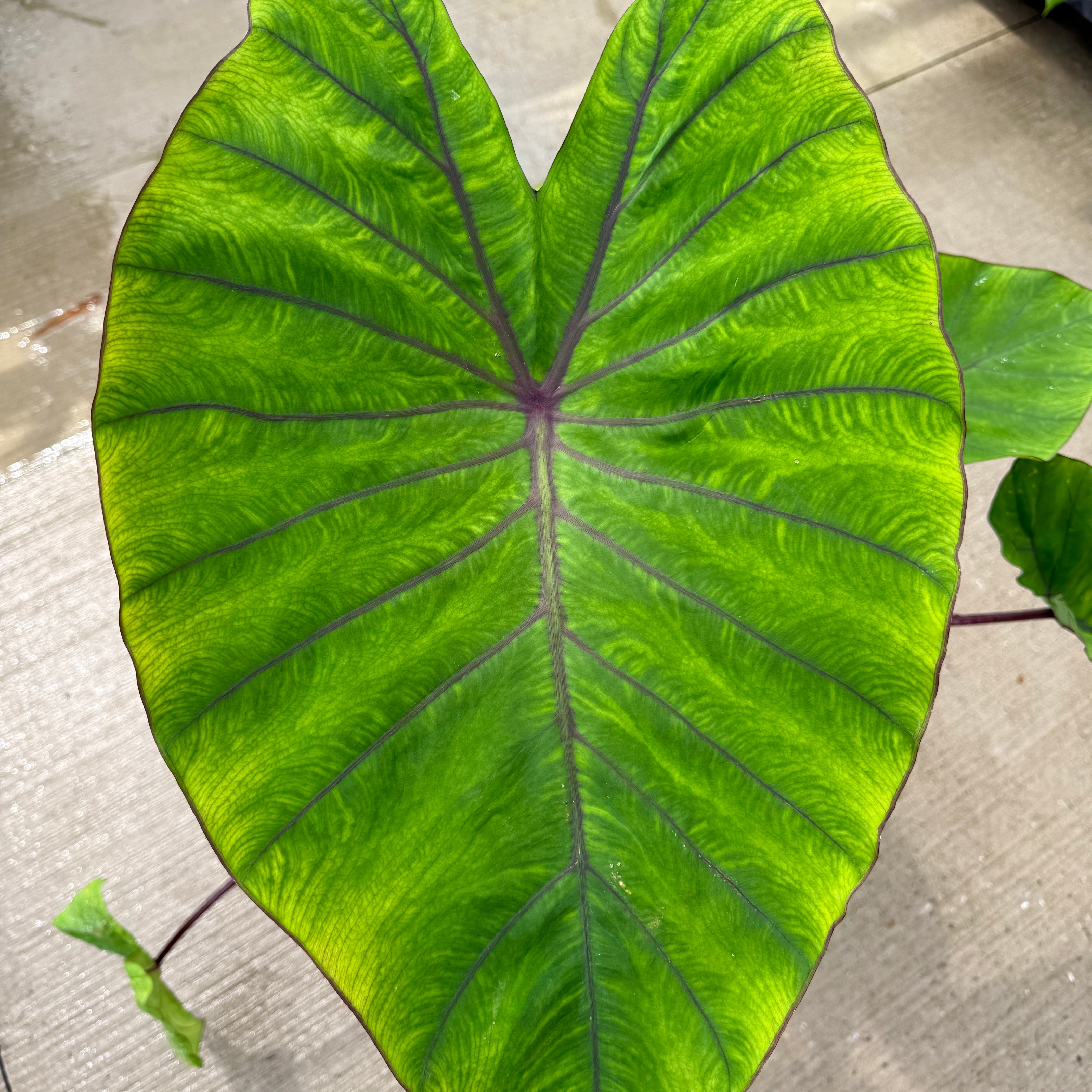 Colocasia 'Royal Hawaiian Blue Hawaii' (Colocasia esculenta 'Royal Hawaiian Blue Hawaii') - 10" Pot