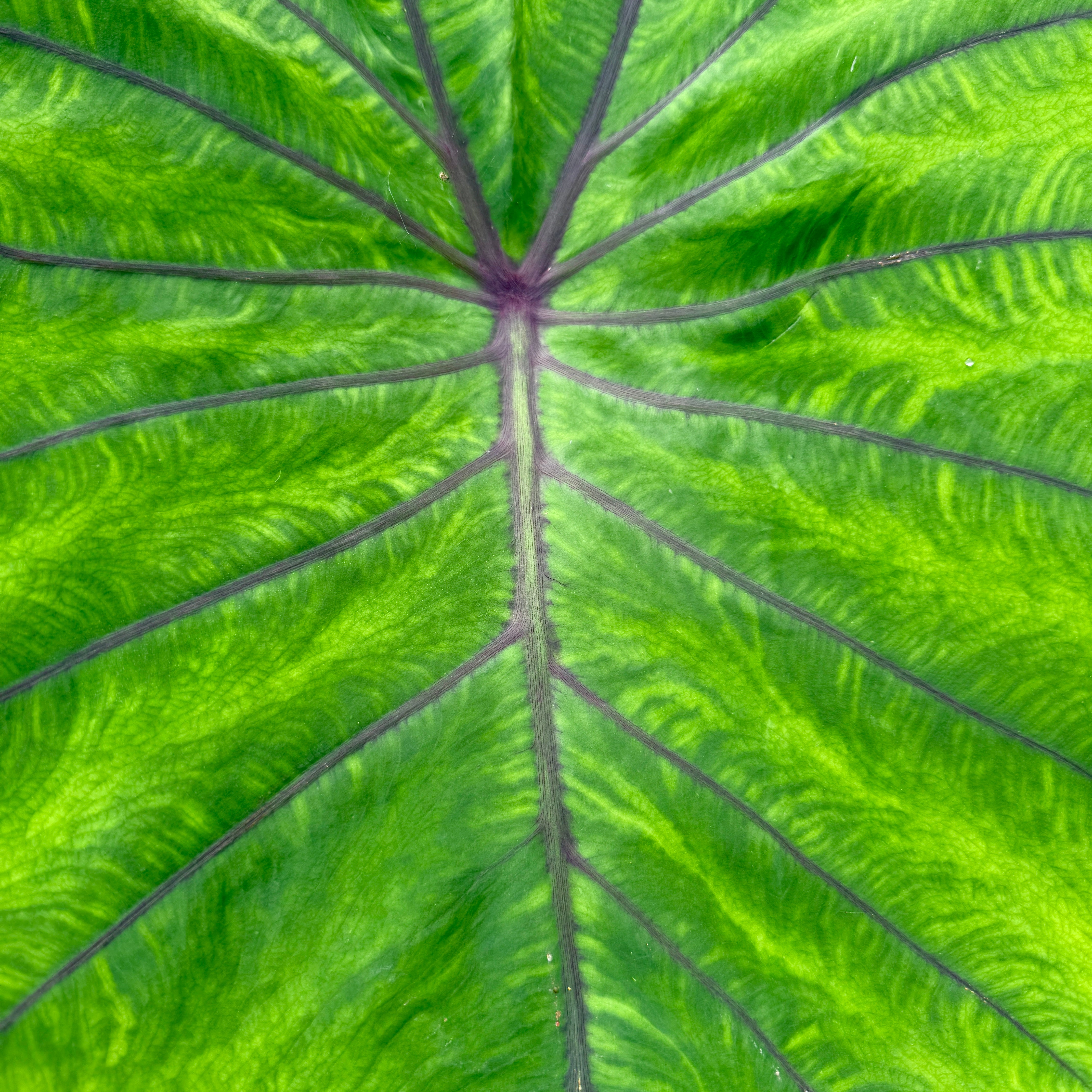 Colocasia 'Royal Hawaiian Blue Hawaii' (Colocasia esculenta 'Royal Hawaiian Blue Hawaii') - 10" Pot