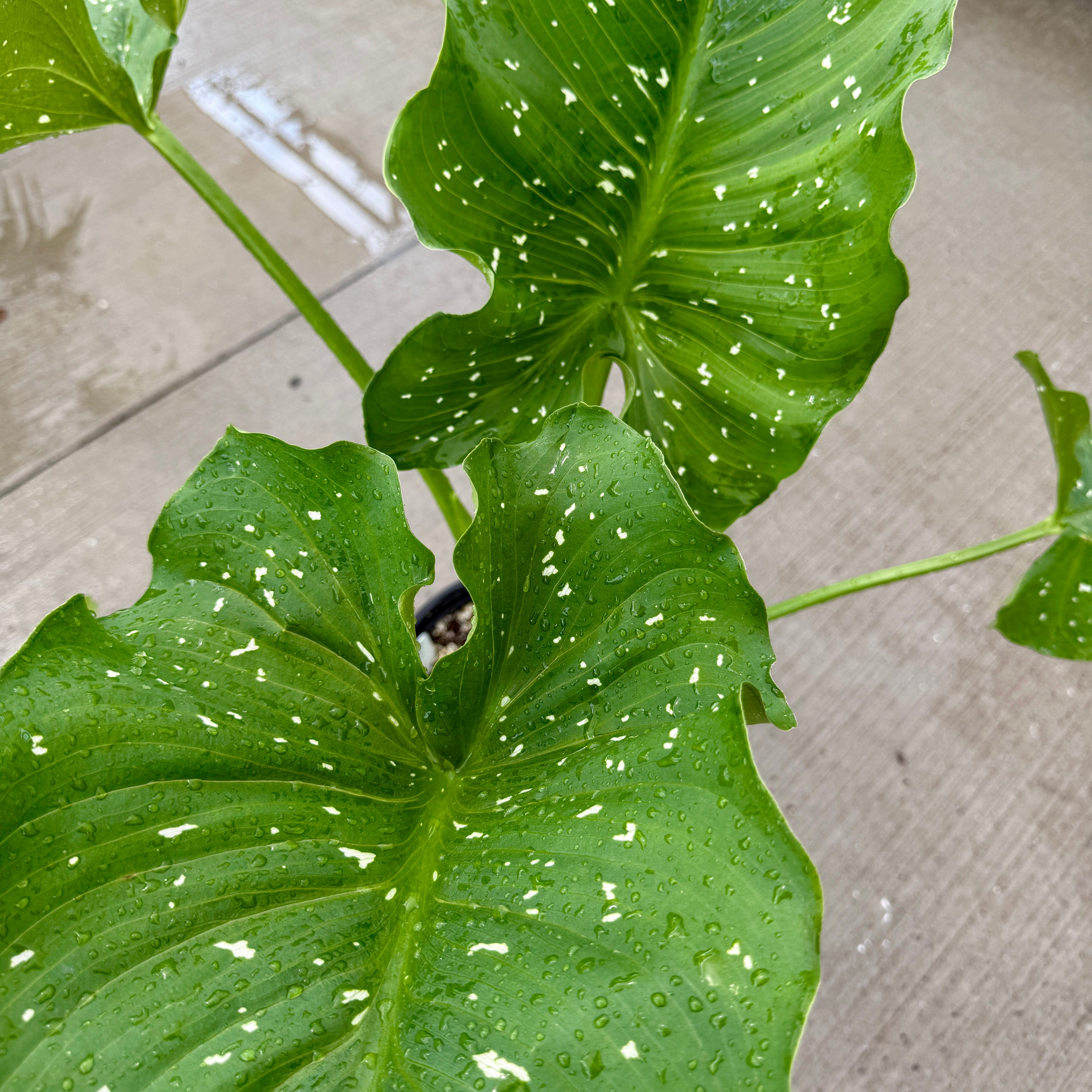 Calla Lily 'White Giant' (Zantedeschia aethiopica) - 10" Pot
