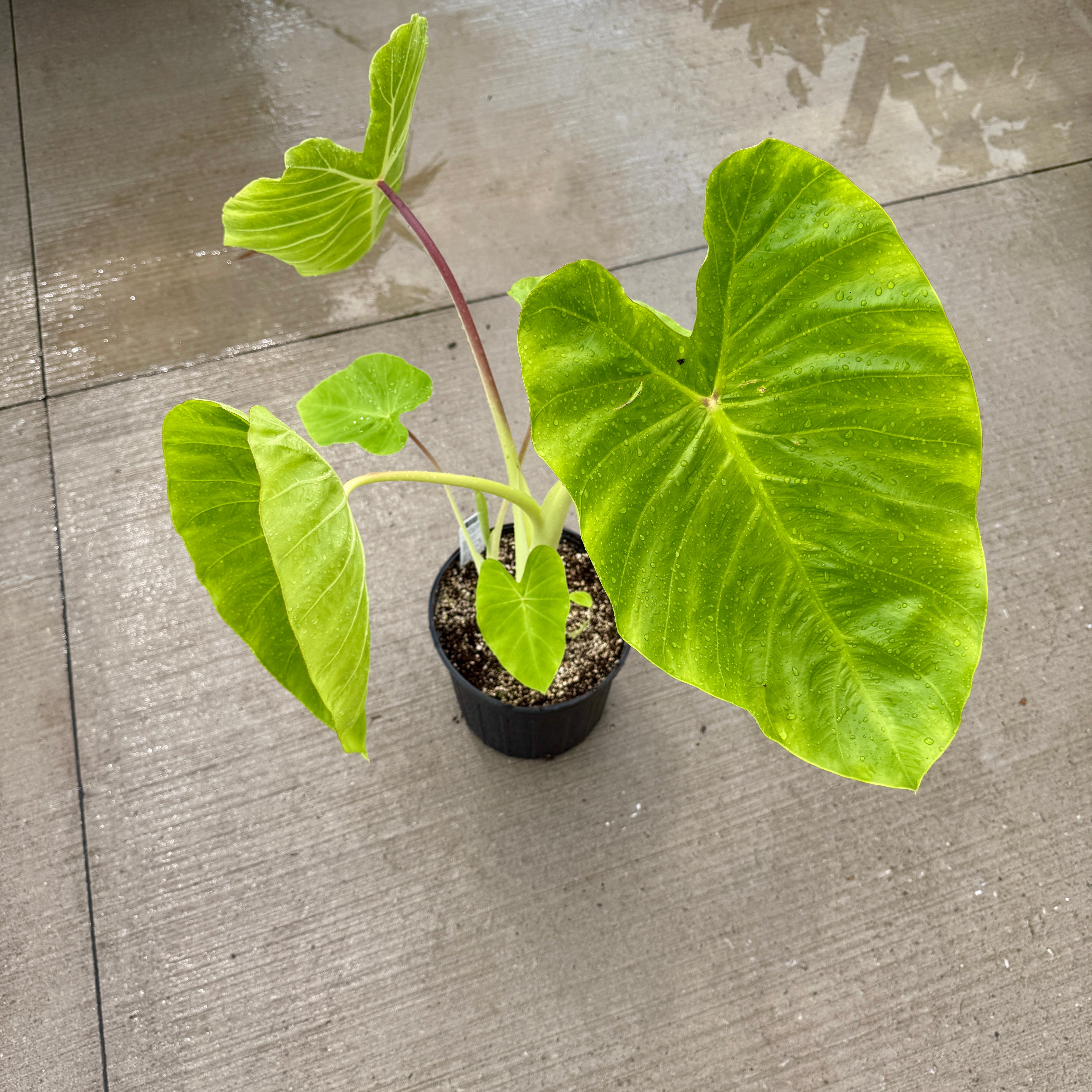 Colocasia 'Royal Hawaiian Maui Gold' (Colocasia esculenta 'Royal Hawaiian Maui Gold') - 10" Pot