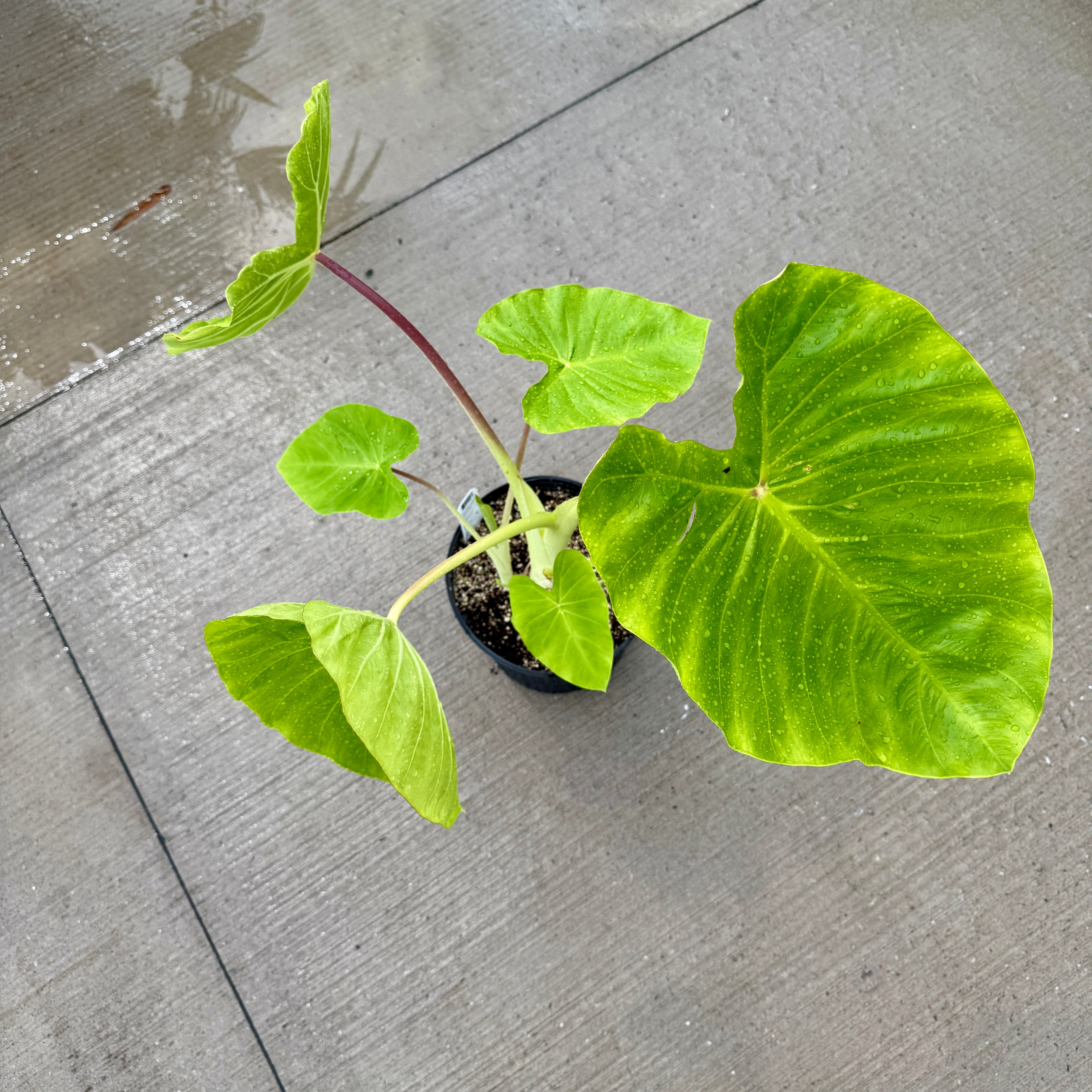 Colocasia 'Royal Hawaiian Maui Gold' (Colocasia esculenta 'Royal Hawaiian Maui Gold') - 10" Pot