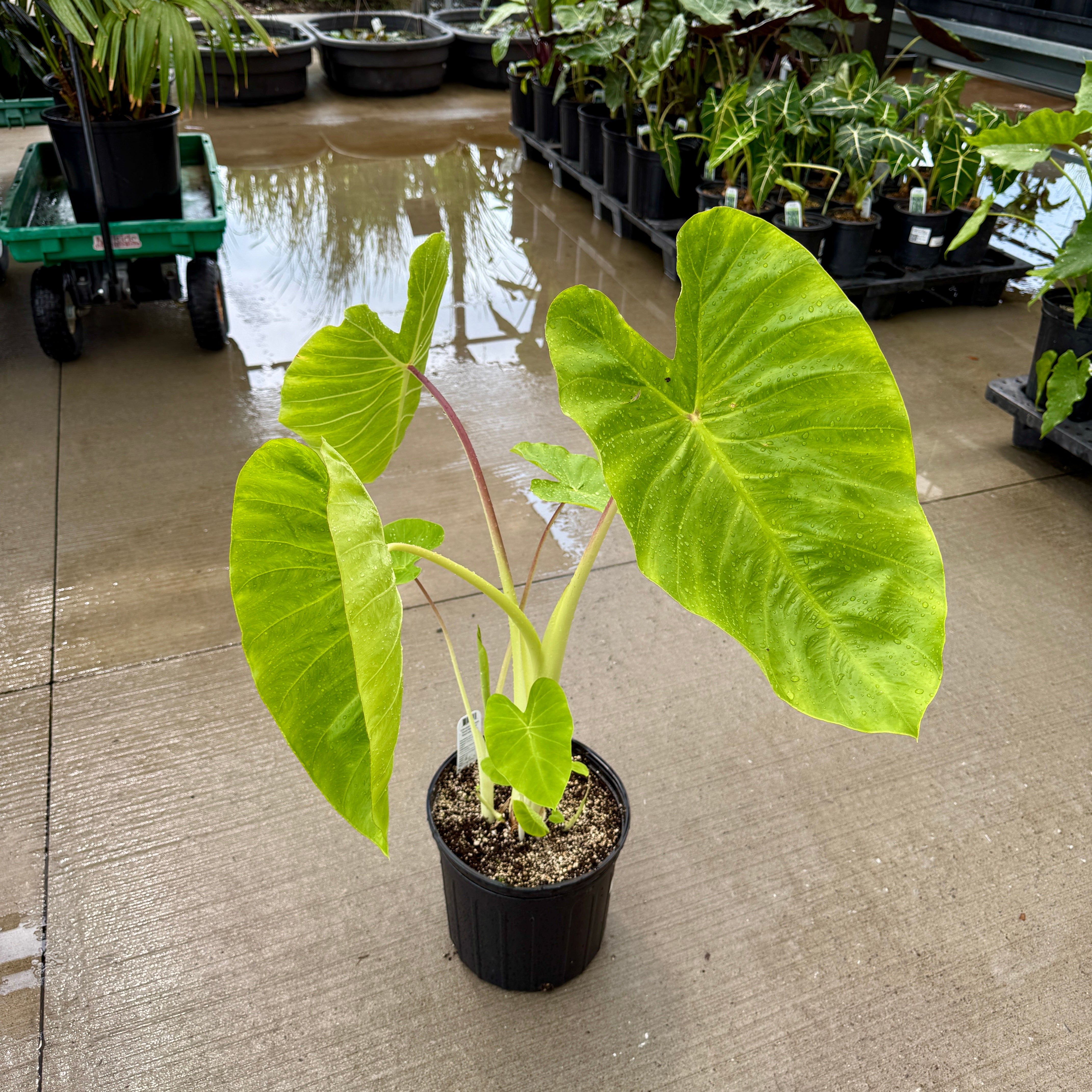 Colocasia 'Royal Hawaiian Maui Gold' (Colocasia esculenta 'Royal Hawaiian Maui Gold') - 10" Pot