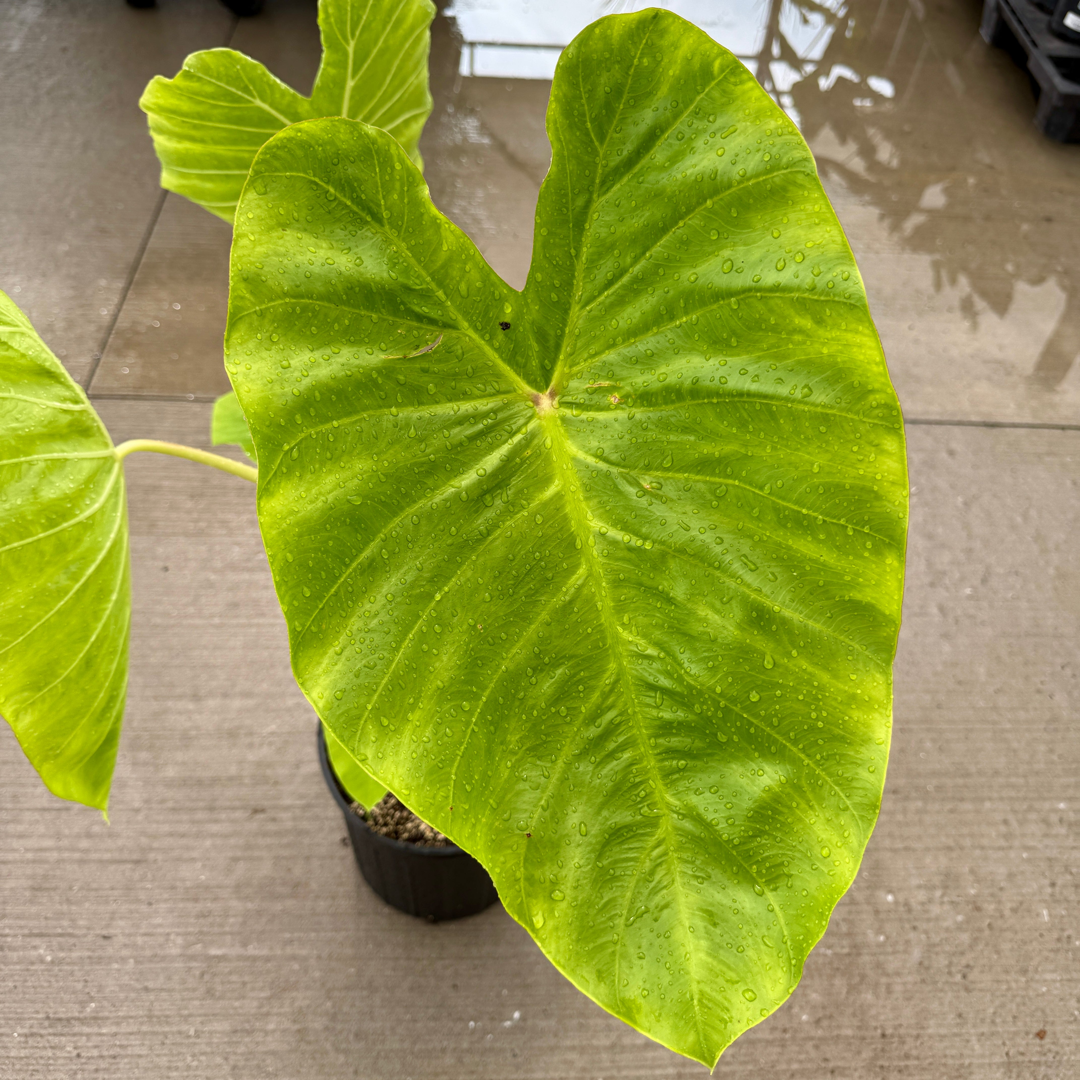 Colocasia 'Royal Hawaiian Maui Gold' (Colocasia esculenta 'Royal Hawaiian Maui Gold') - 10" Pot