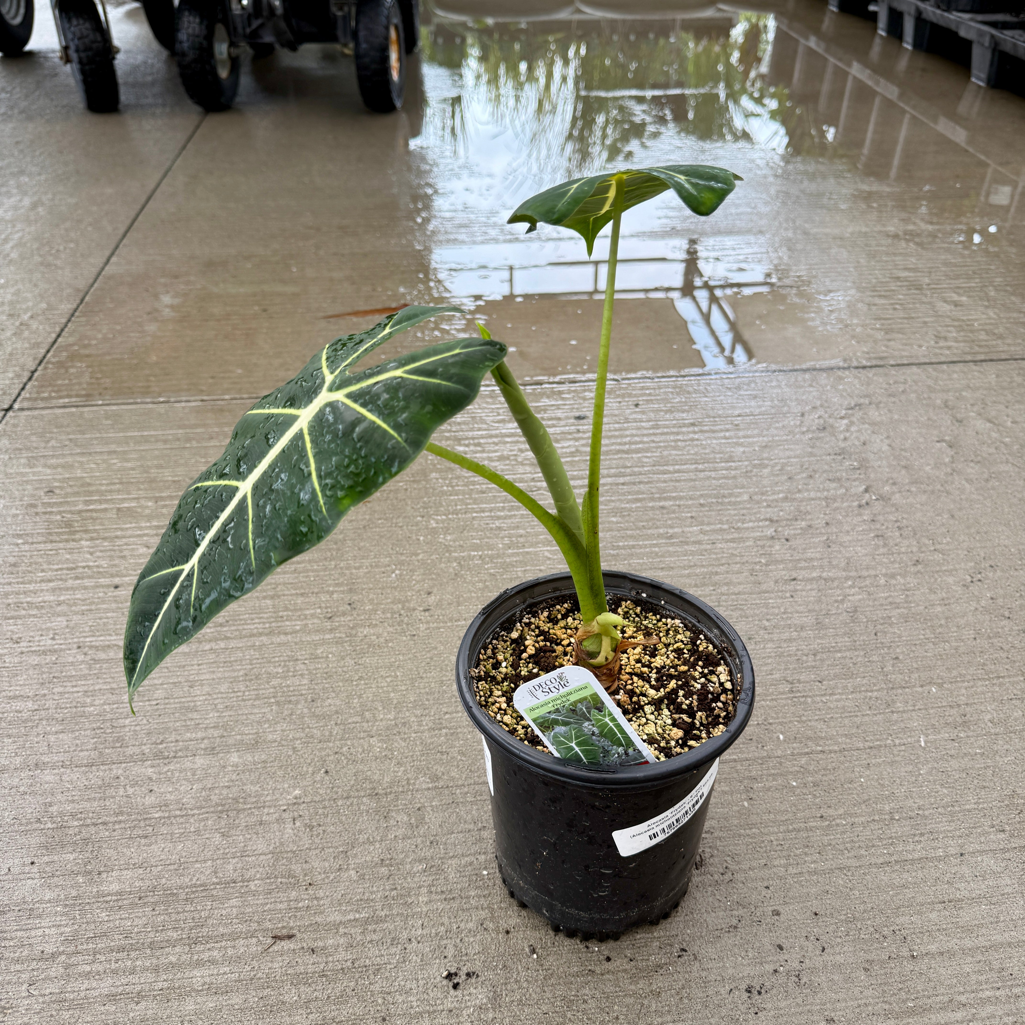Alocasia 'Frydek' (Alocasia micholitziana 'Frydek') - 8" Pot