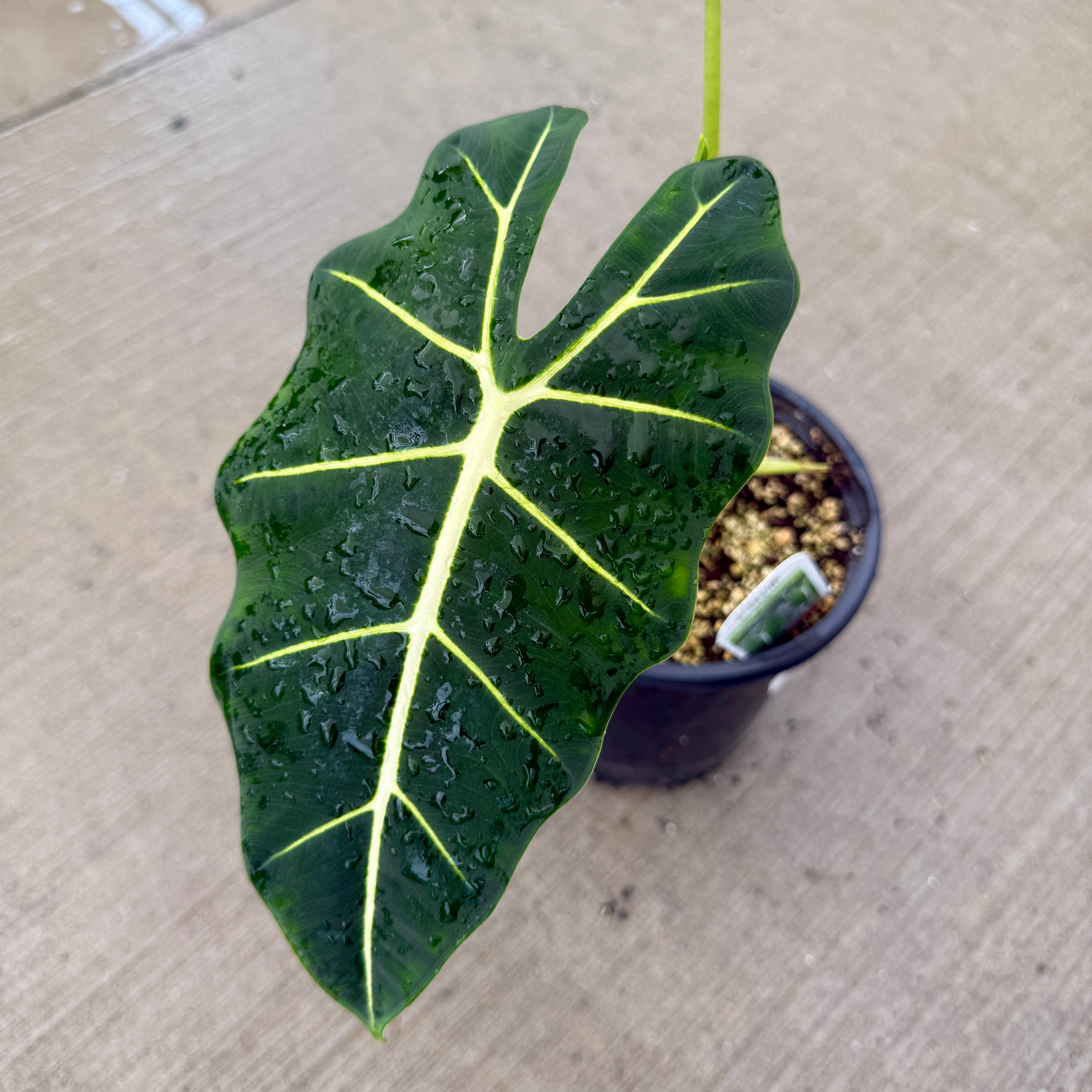 Alocasia 'Frydek' (Alocasia micholitziana 'Frydek') - 8" Pot