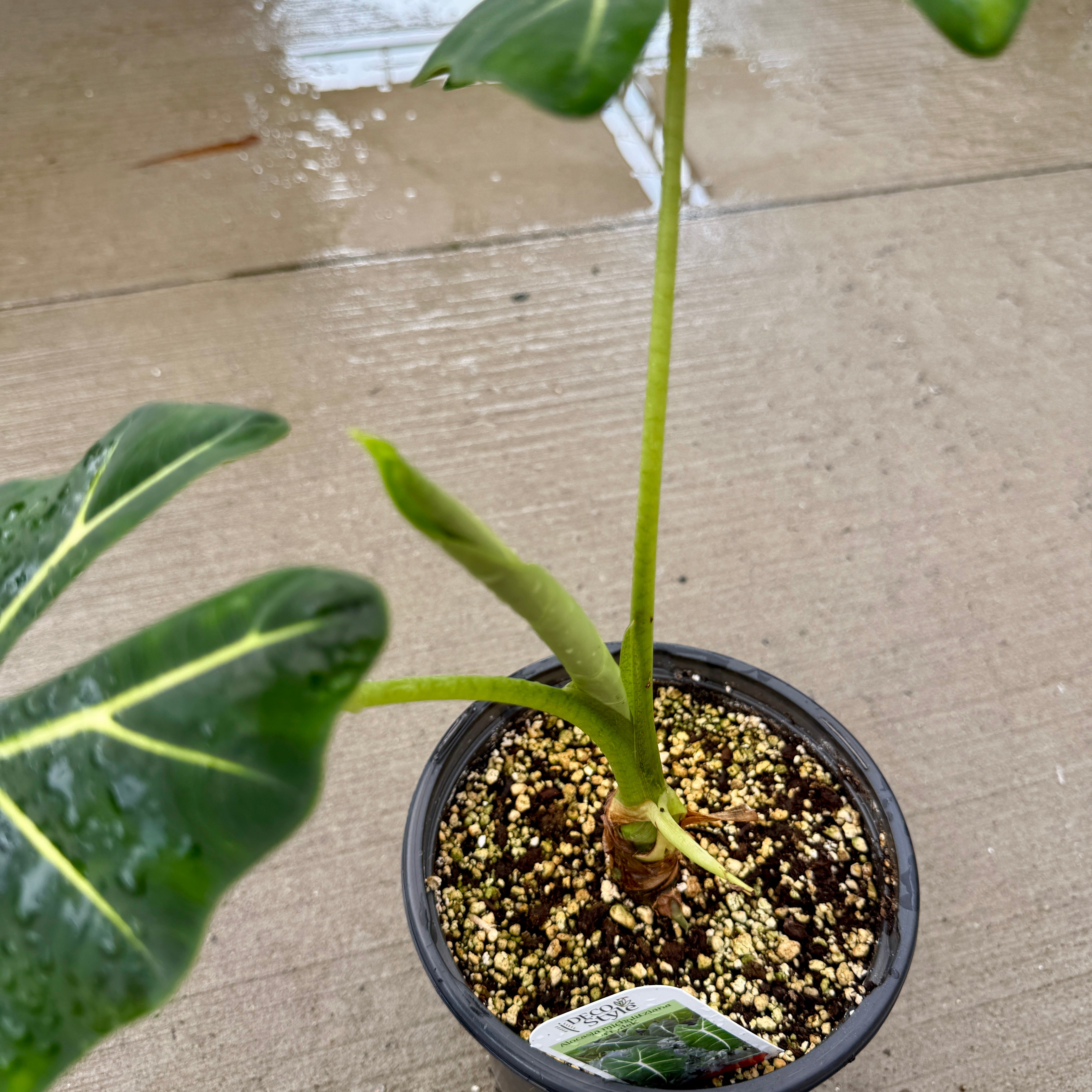 Alocasia 'Frydek' (Alocasia micholitziana 'Frydek') - 8" Pot