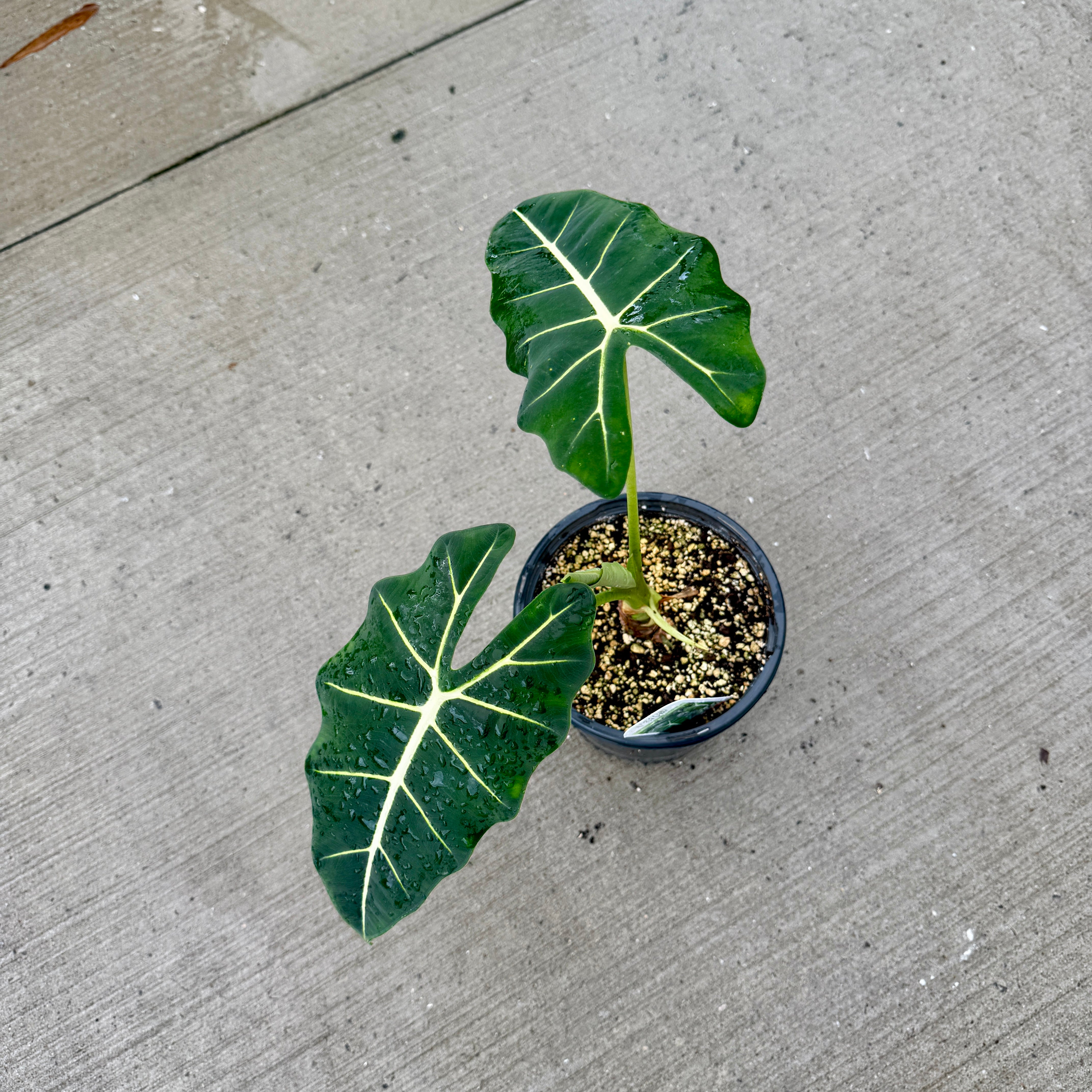 Alocasia 'Frydek' (Alocasia micholitziana 'Frydek') - 8" Pot