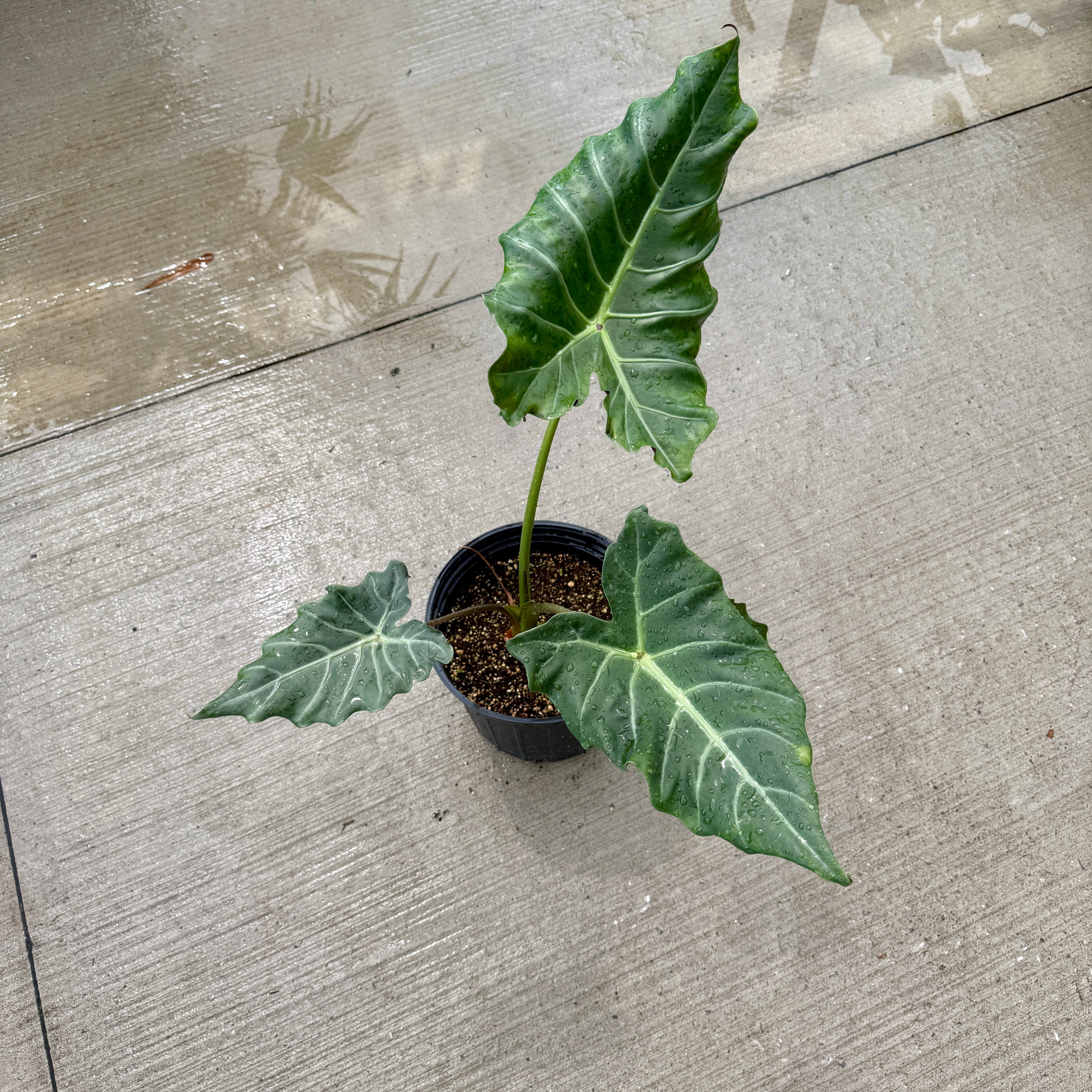 Alocasia 'Mayan Mask' (Alocasia x masquerade 'Mayan Mask') - 8" Pot