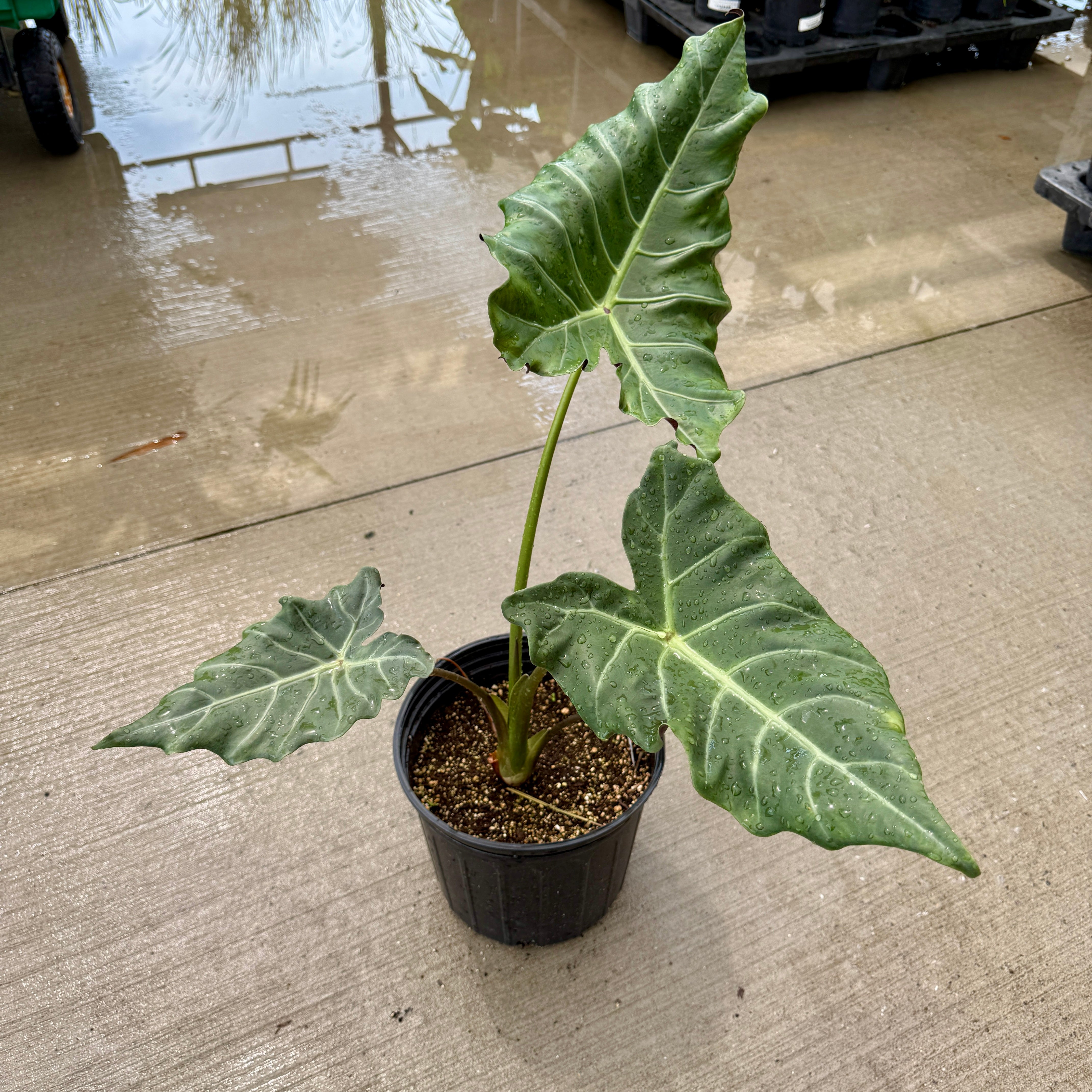 Alocasia 'Mayan Mask' (Alocasia x masquerade 'Mayan Mask') - 8" Pot