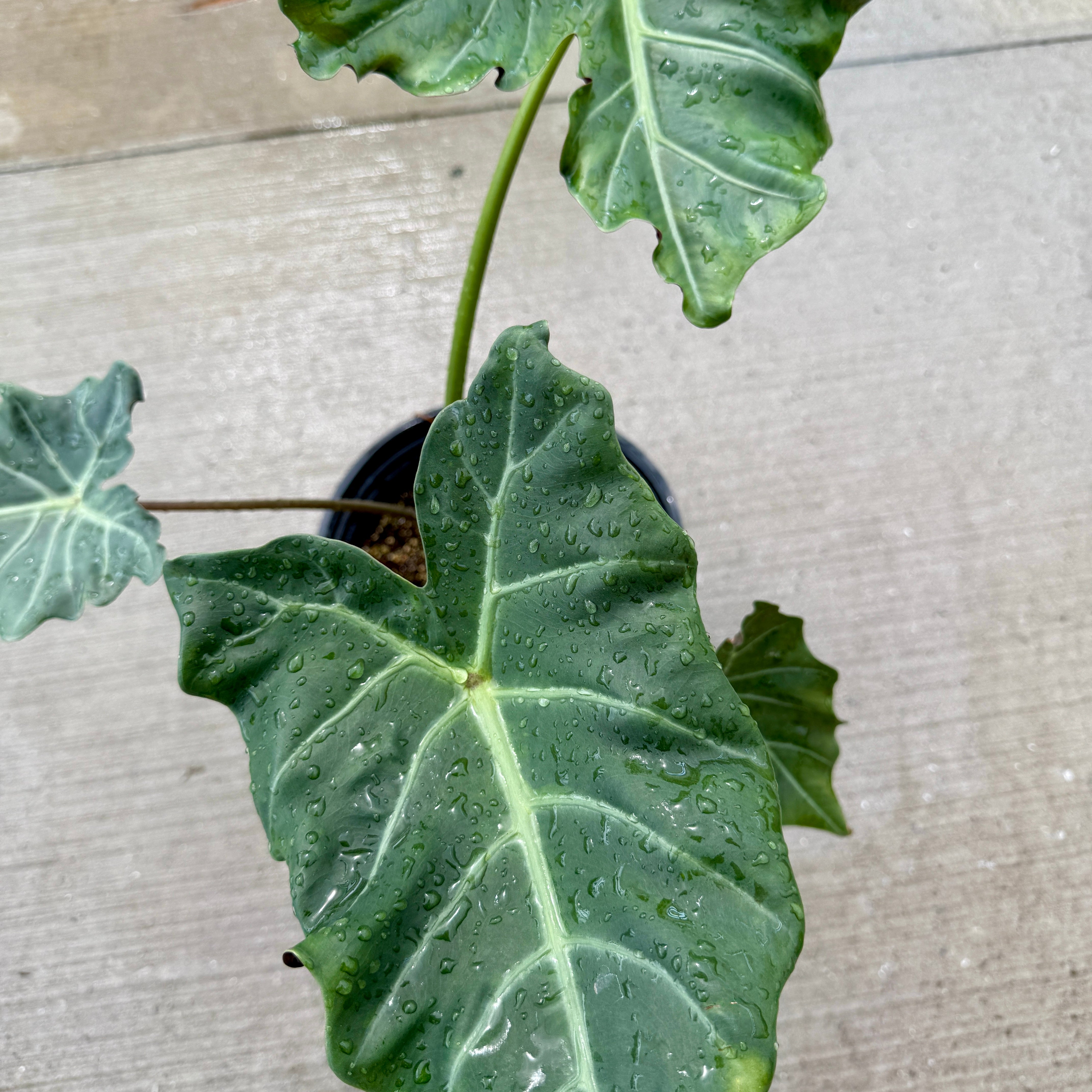 Alocasia 'Mayan Mask' (Alocasia x masquerade 'Mayan Mask') - 8" Pot