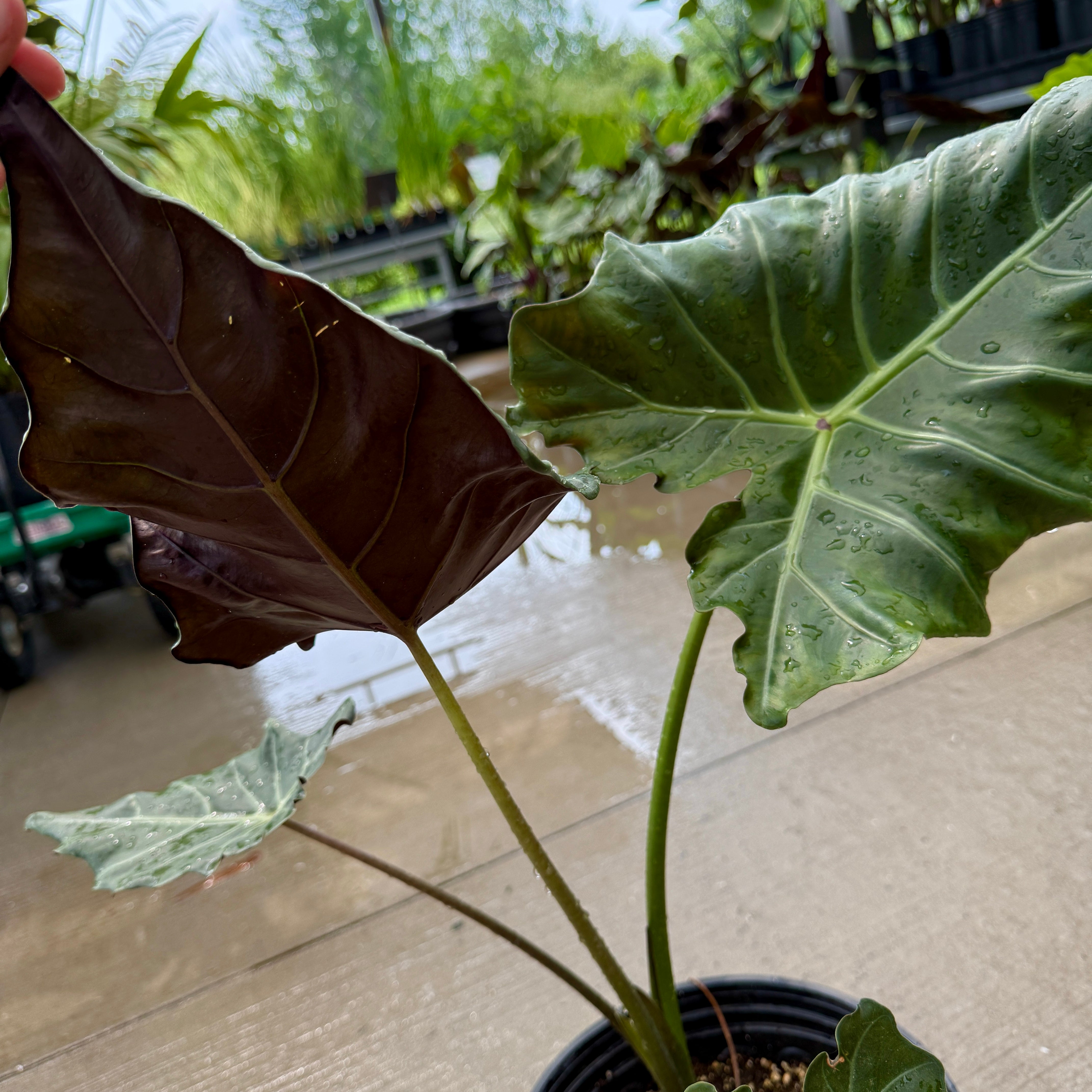 Alocasia 'Mayan Mask' (Alocasia x masquerade 'Mayan Mask') - 8" Pot