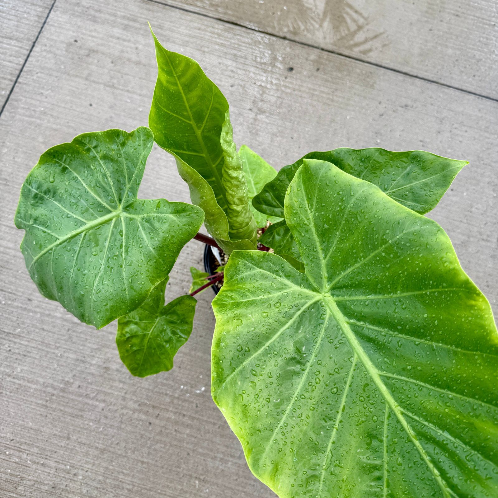 Alocasia 'Imperial Red' (Alocasia x 'Imperial Red') - 10" Pot