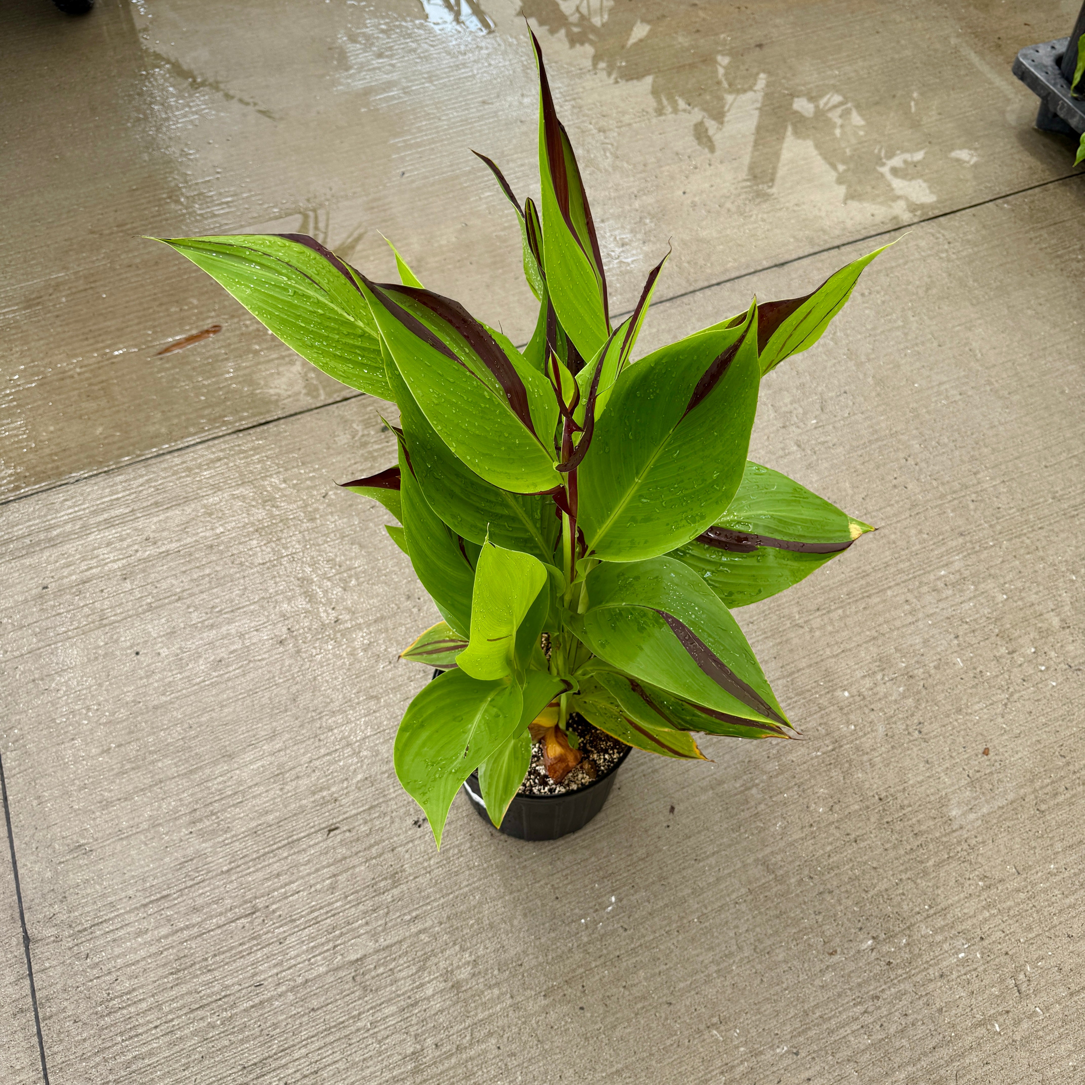 Canna 'Cleopatra' (Canna x generalis 'Cleopatra') - 10" Pot