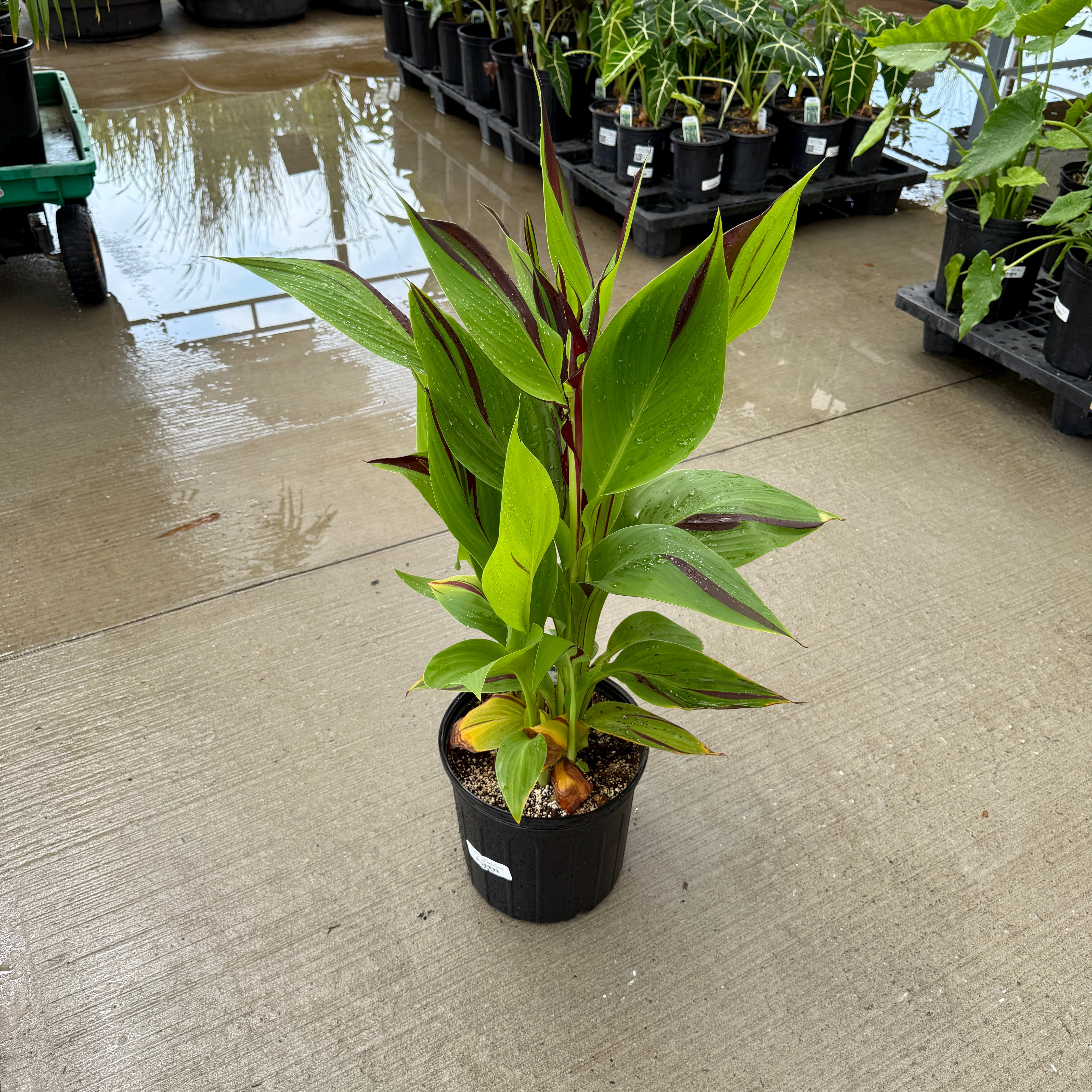Canna 'Cleopatra' (Canna x generalis 'Cleopatra') - 10" Pot