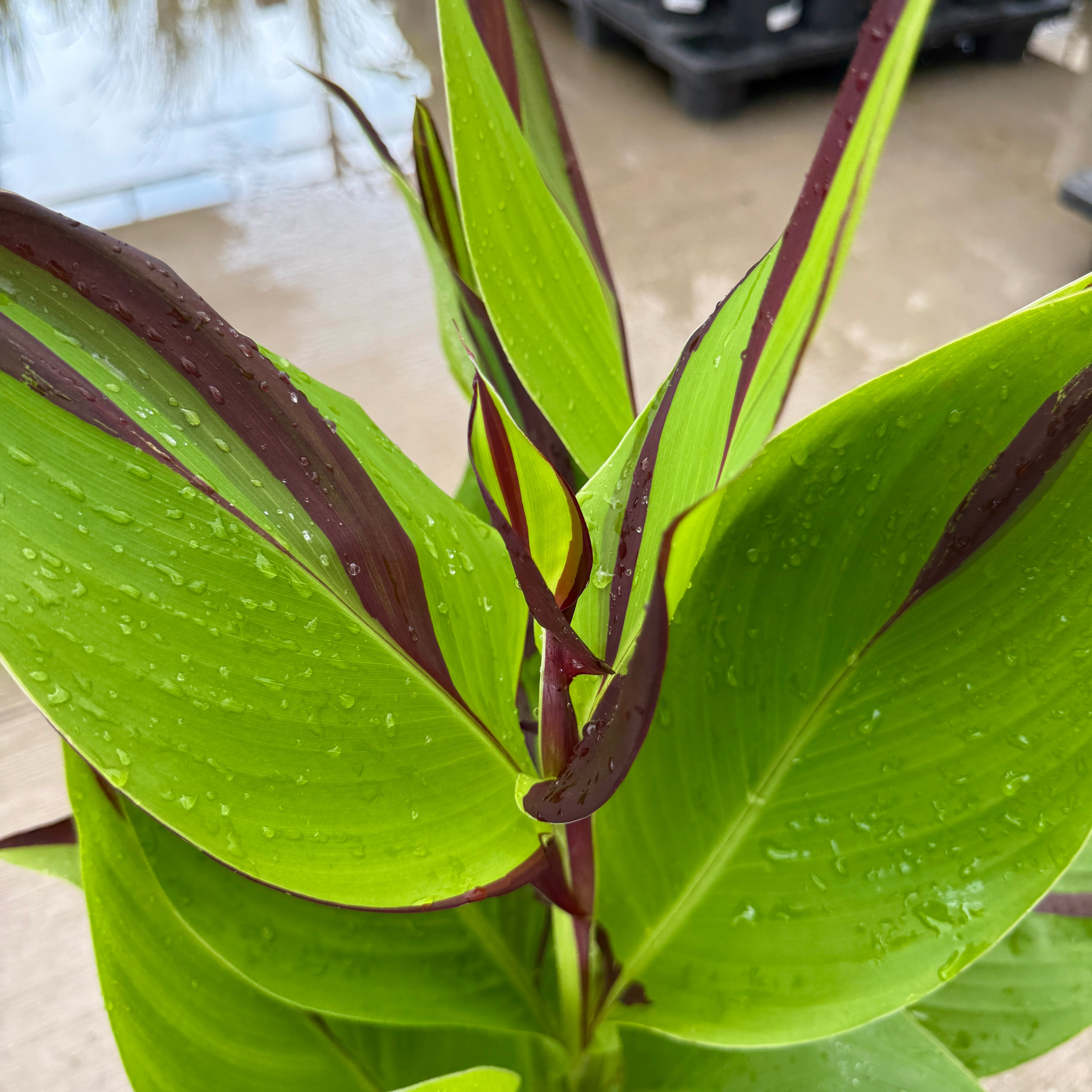 Canna 'Cleopatra' (Canna x generalis 'Cleopatra') - 10" Pot