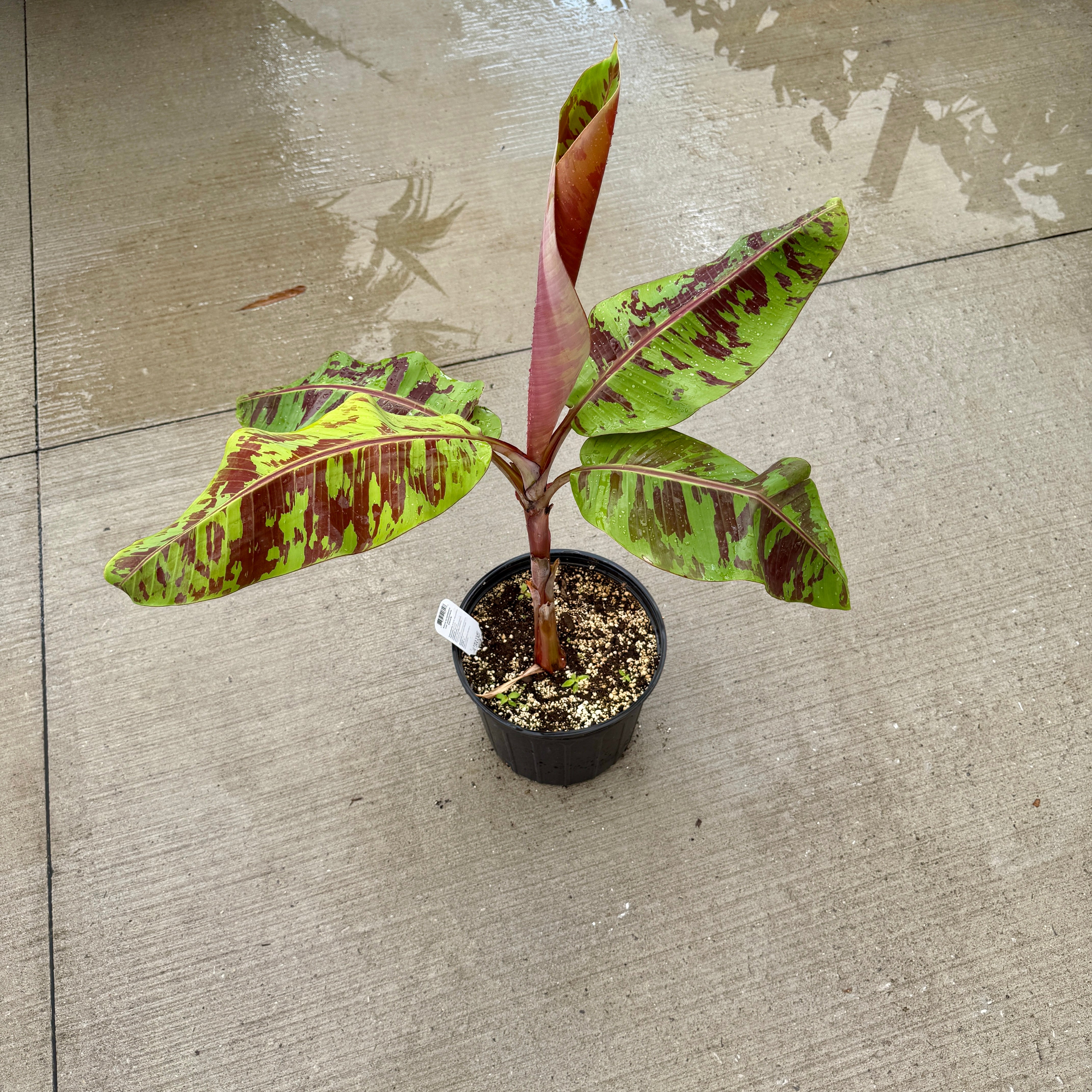 Musa 'Mystik' (Musa acuminata var. sumatrana 'Mystik') - 10" Pot