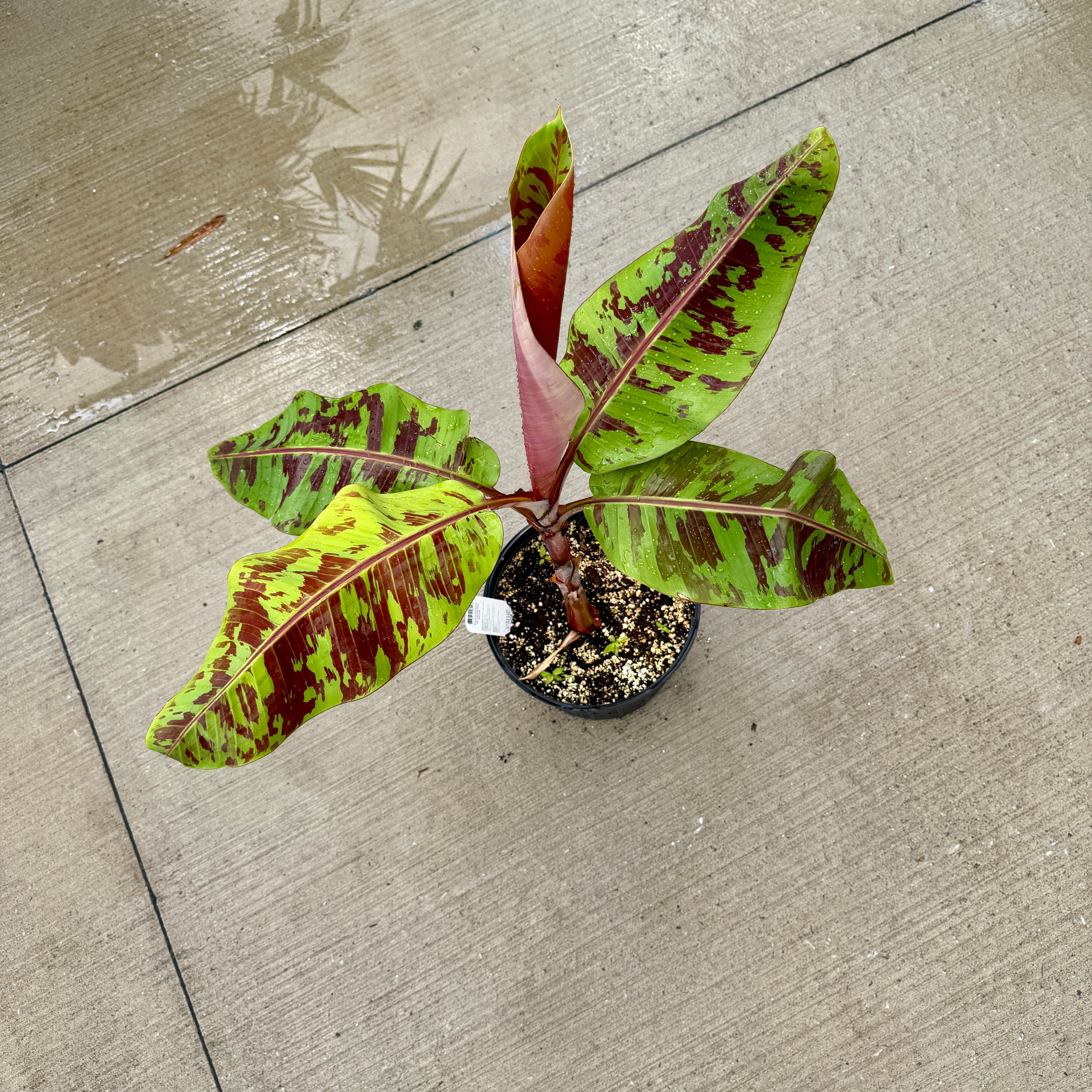 Musa 'Mystik' (Musa acuminata var. sumatrana 'Mystik') - 10" Pot