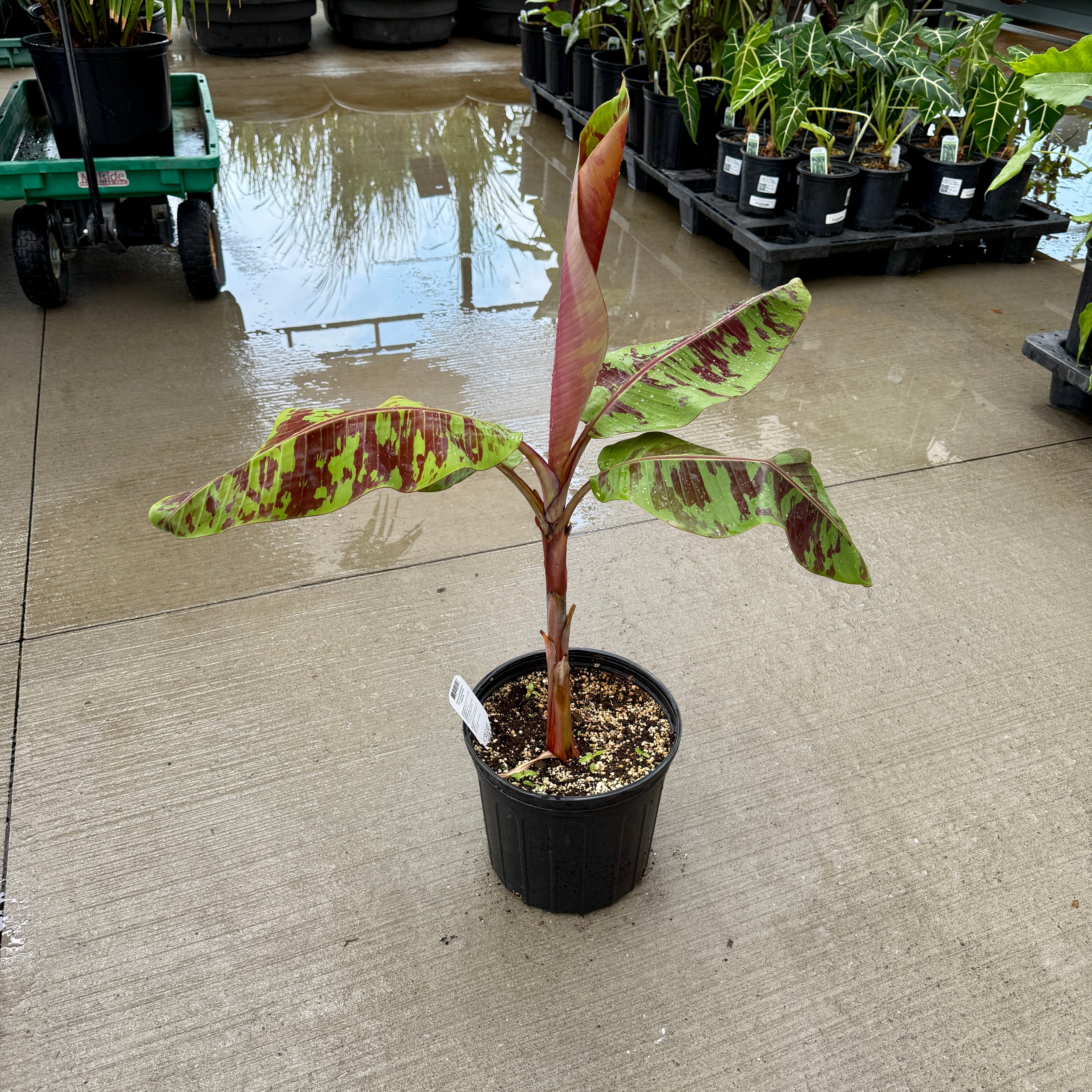 Musa 'Mystik' (Musa acuminata var. sumatrana 'Mystik') - 10" Pot