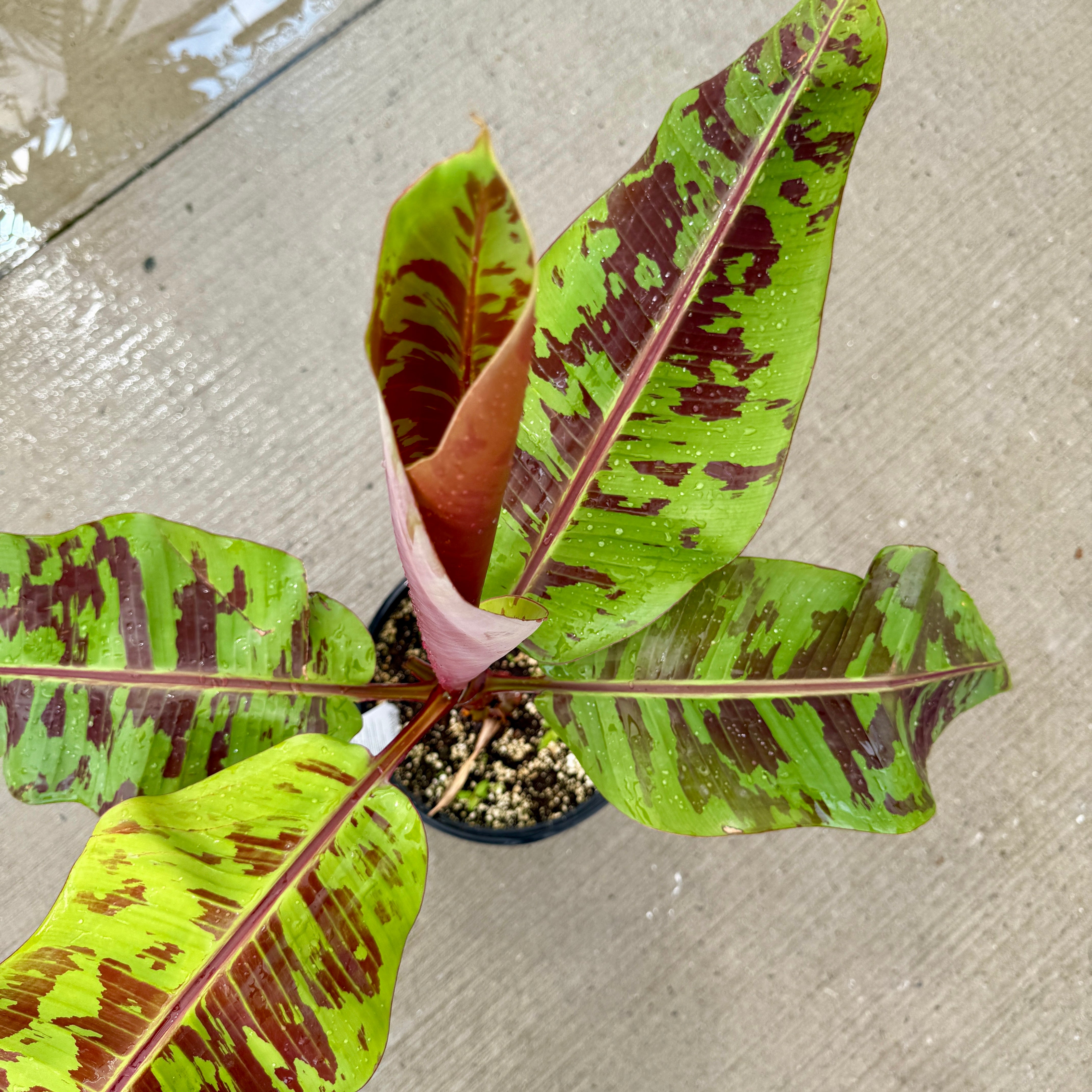Musa 'Mystik' (Musa acuminata var. sumatrana 'Mystik') - 10" Pot