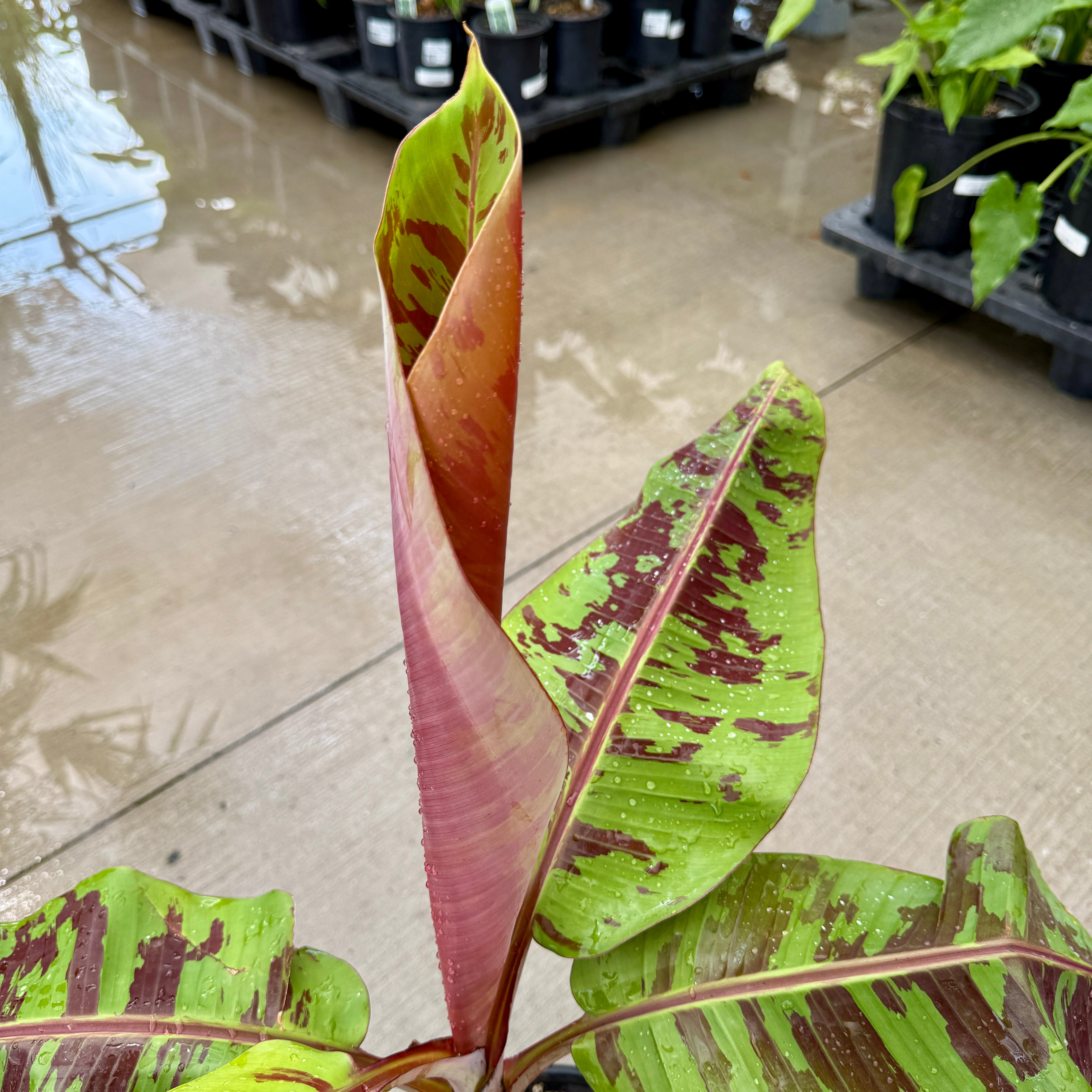 Musa 'Mystik' (Musa acuminata var. sumatrana 'Mystik') - 10" Pot