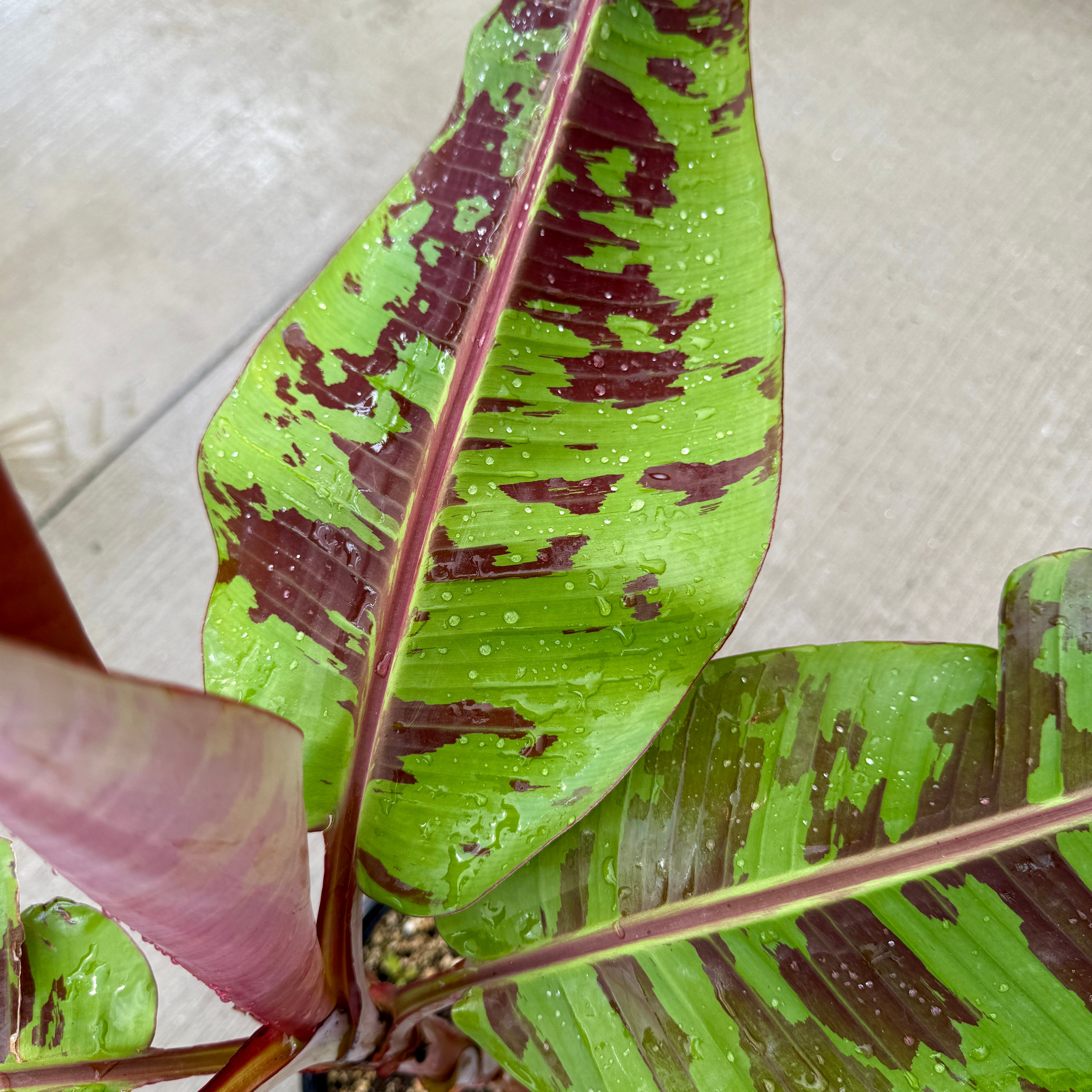 Musa 'Mystik' (Musa acuminata var. sumatrana 'Mystik') - 10" Pot