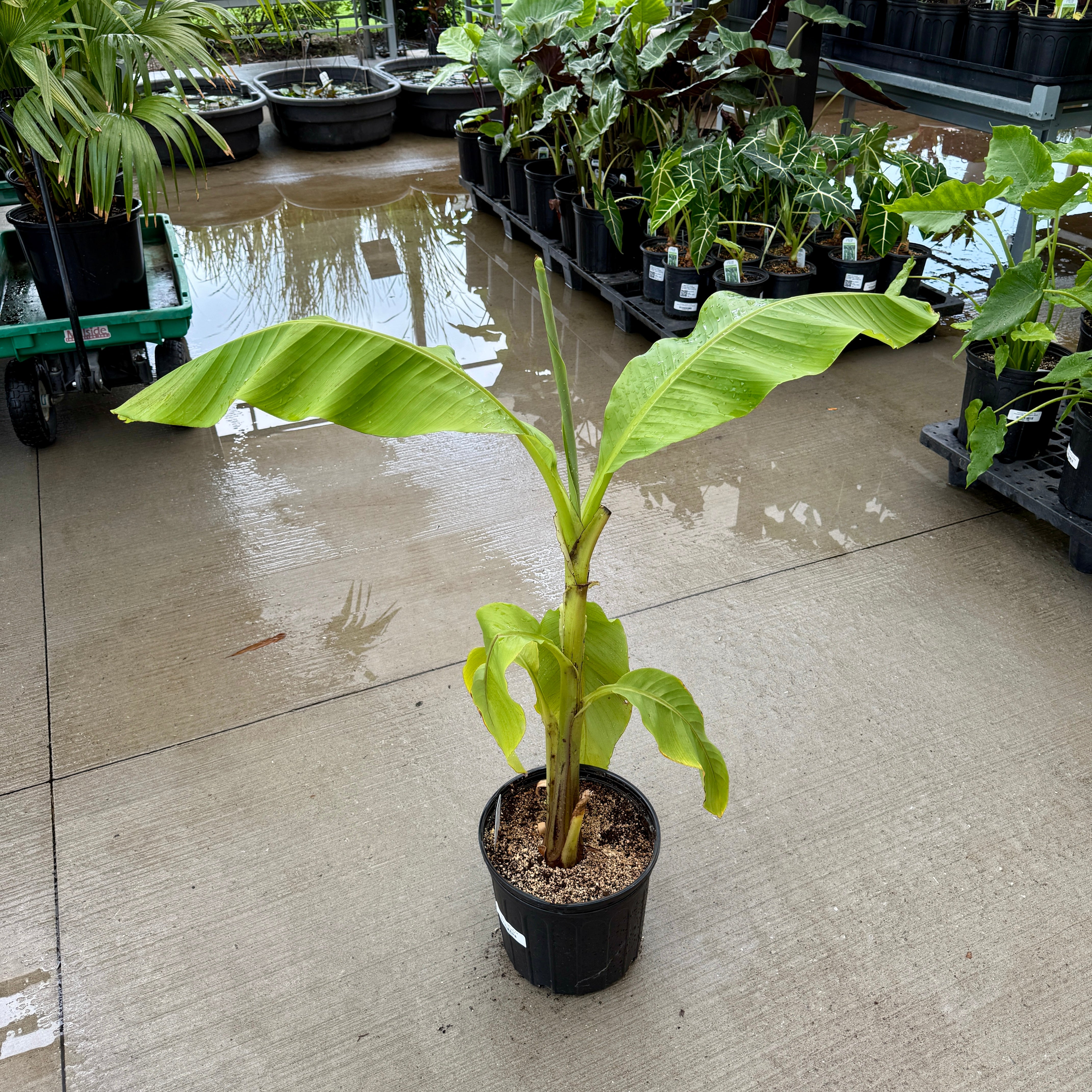 Hardy Banana Plant (Musa basjoo) - 10" Pot