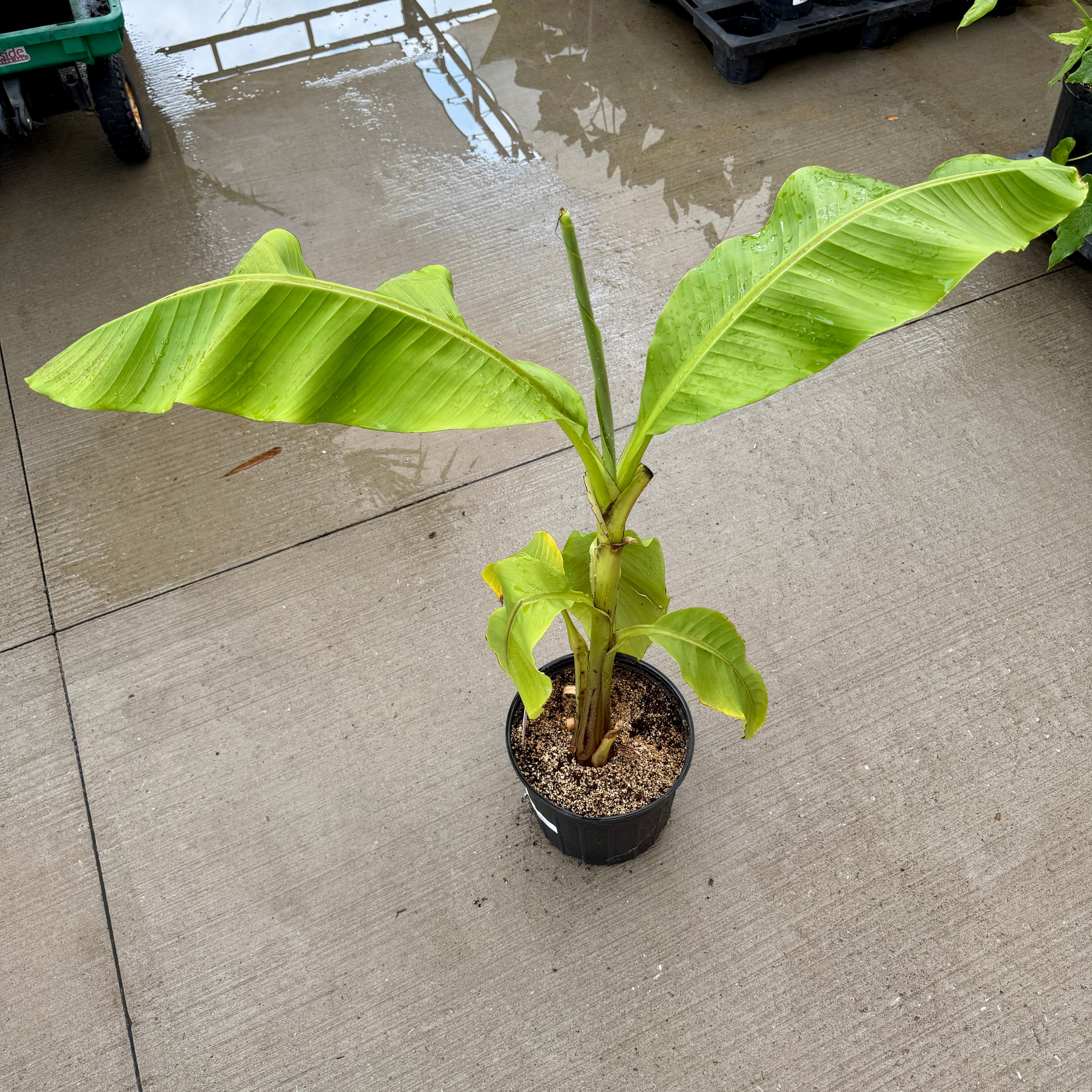 Hardy Banana Plant (Musa basjoo) - 10" Pot