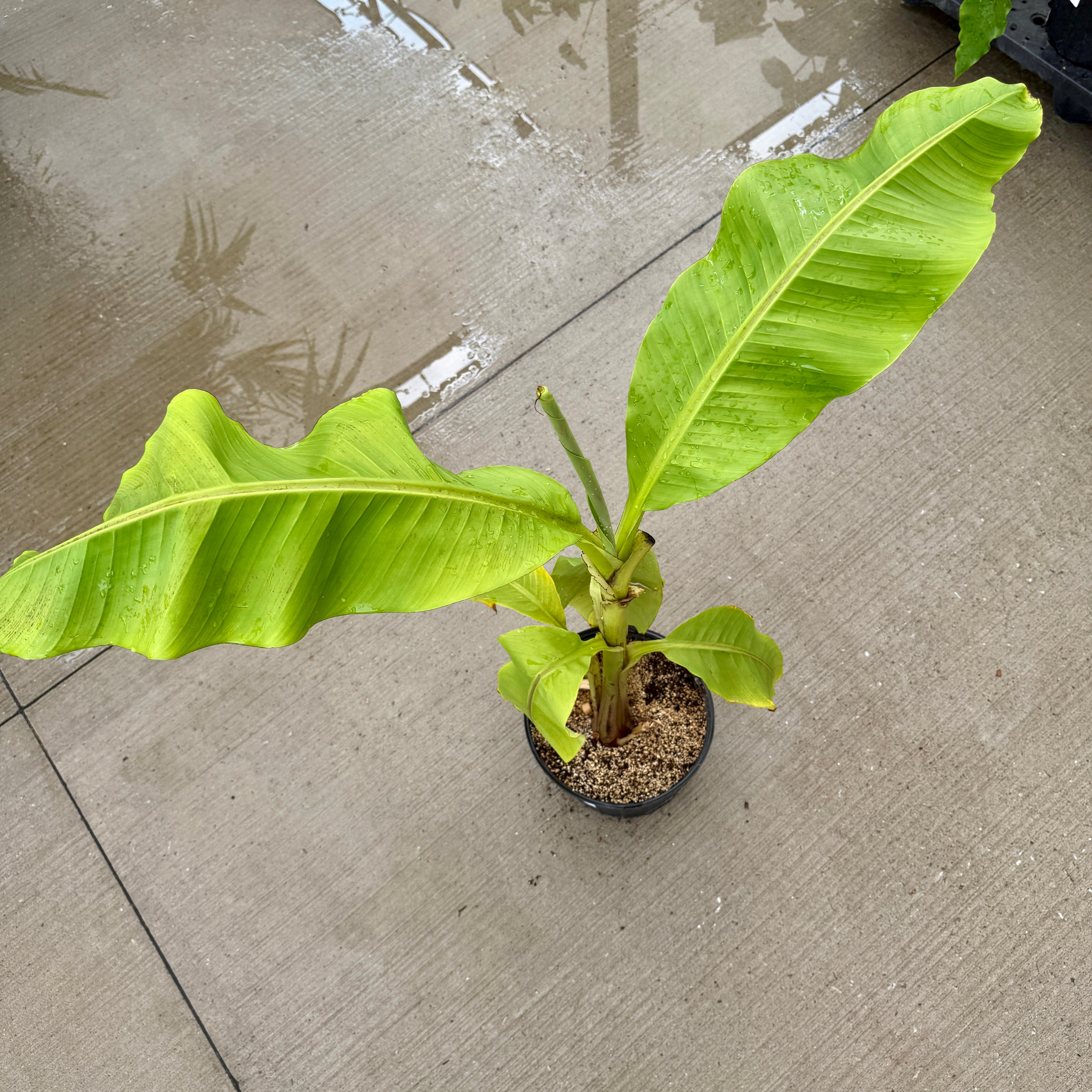 Hardy Banana Plant (Musa basjoo) - 10" Pot