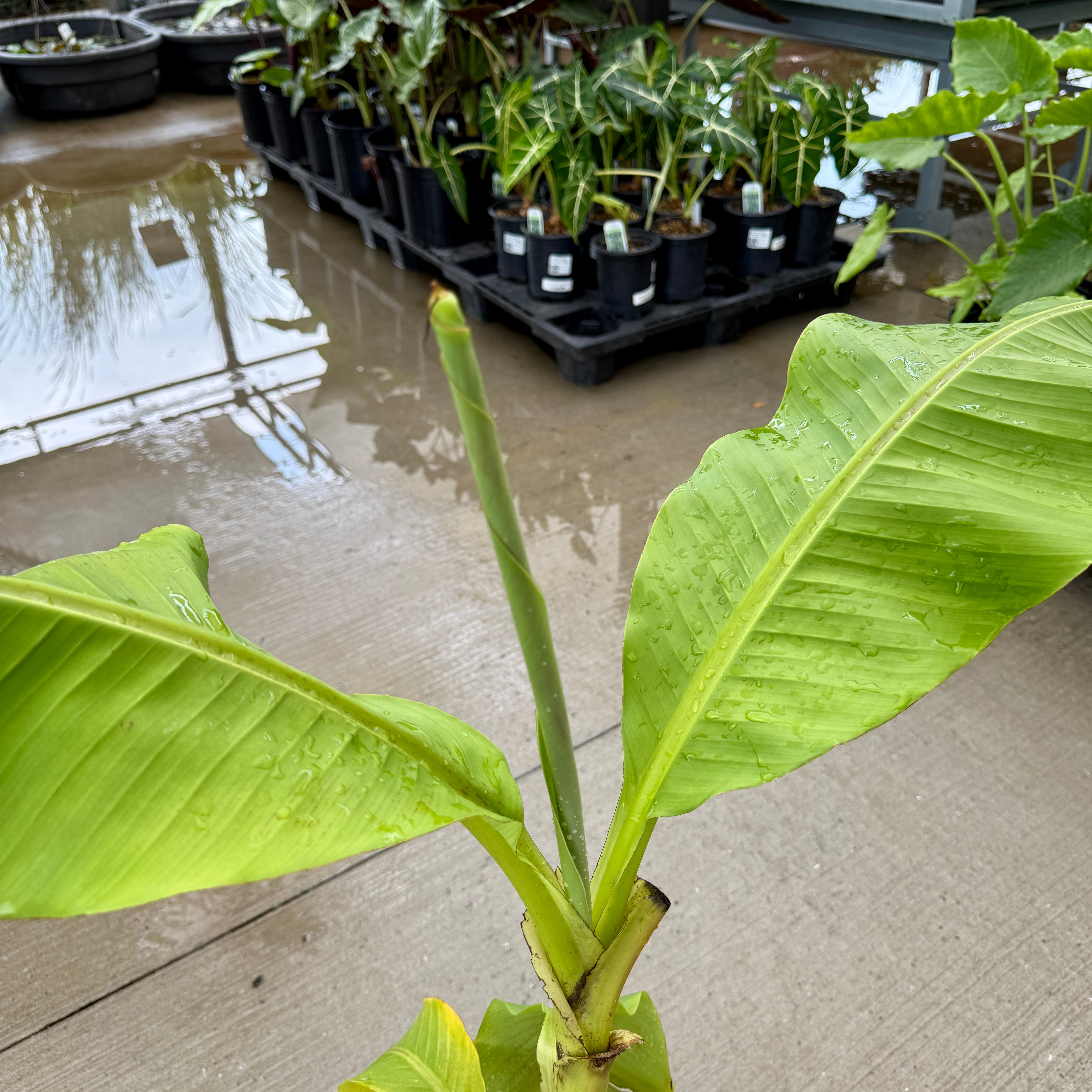 Hardy Banana Plant (Musa basjoo) - 10" Pot