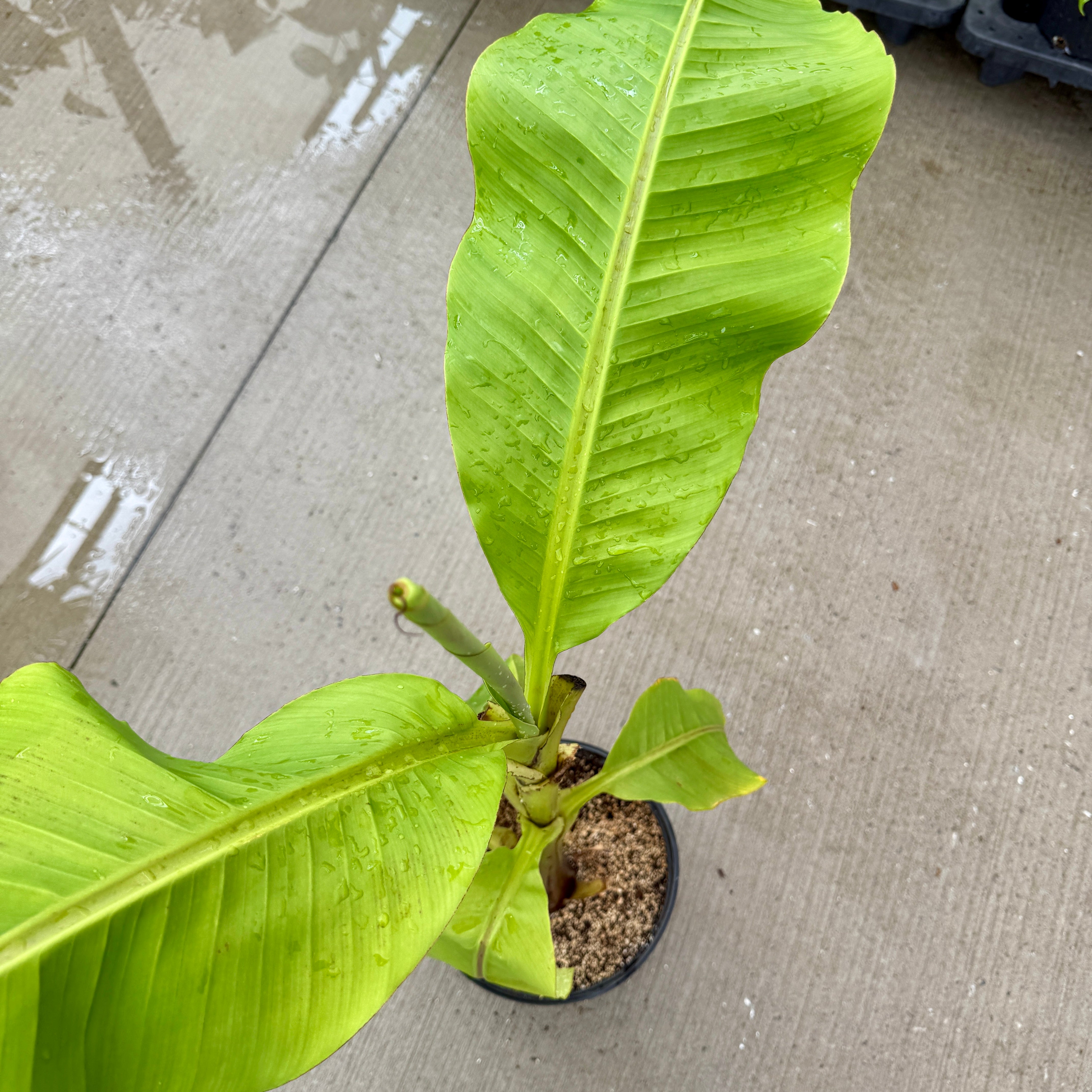 Hardy Banana Plant (Musa basjoo) - 10" Pot
